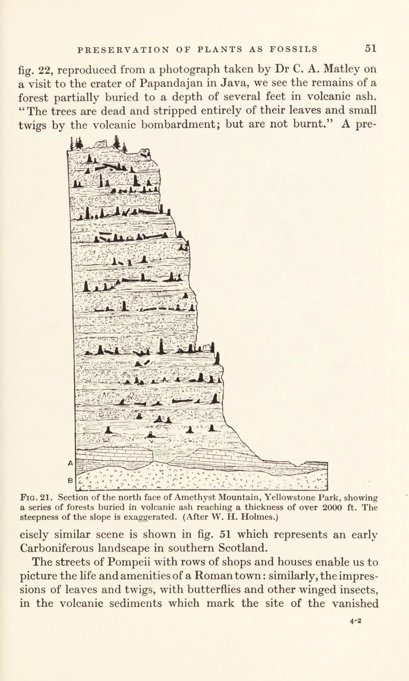 fig. 22, reproduced from a photograph taken by Dr C. A. Matley on a visit to the crater of Papandajan in Java, we see the remains of a forest partially buried to a depth of several feet in volcanic ash. “ The trees are dead and stripped entirely of their leaves and small twigs by the volcanic bombardment; but are not burnt.” A pre- Fig. 21. Section of the north face of Amethyst Mountain, Yellowstone Park, showing a series of forests buried in volcanic ash reaching a thickness of over 2000 ft. The steepness of the slope is exaggerated. (After W. H. Holmes.) cisely similar scene is shown in fig. 51 which represents an early Carboniferous landscape in southern Scotland. The streets of Pompeii with rows of shops and houses enable us to picture the life and amenities of a Roman town: similarly, the impres¬ sions of leaves and twigs, with butterflies and other winged insects, in the volcanic sediments which mark the site of the vanished 4-2