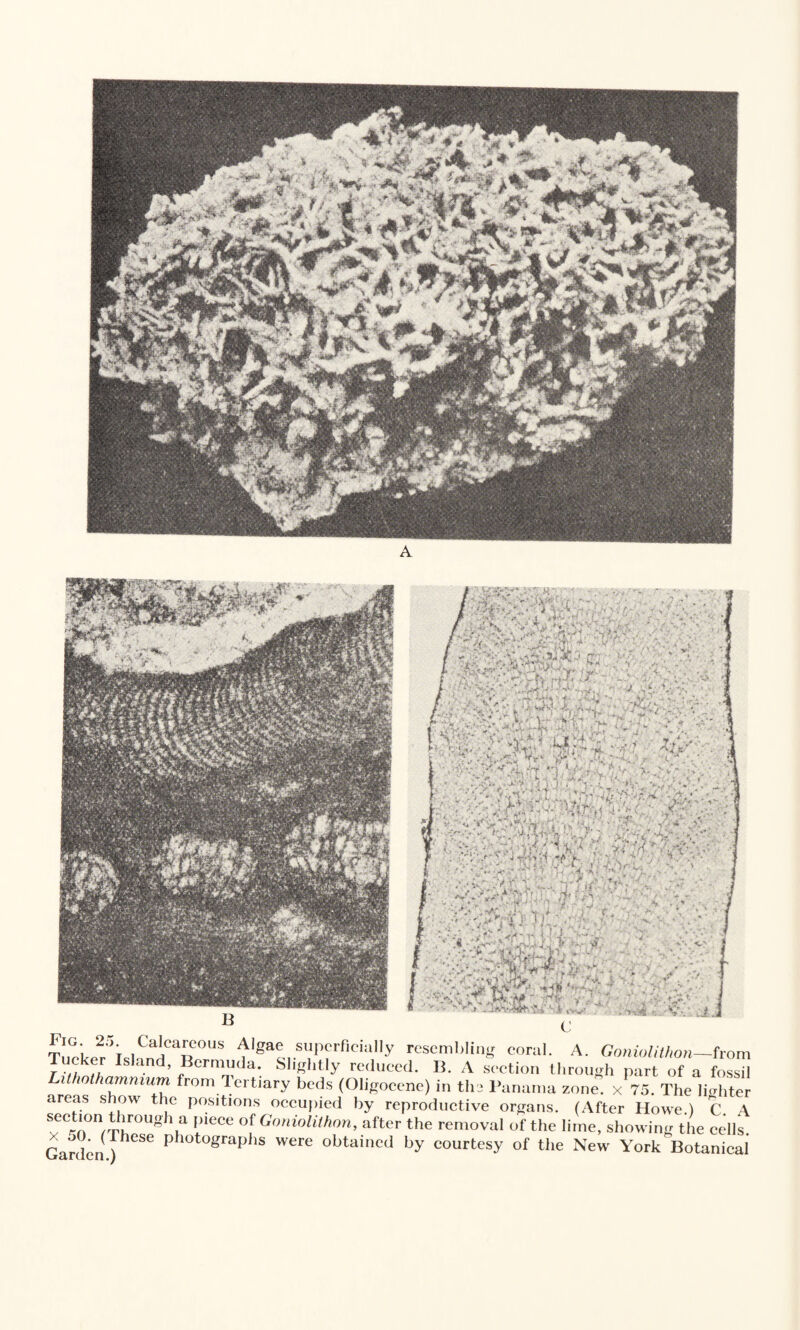 ,CtarUS ^gae superficially resembling coral. A. Goniolithon—from Tucker Island, Bermuda. Slightly reduced. B. A section through part of a fossil Lithothammum from lertiary beds (Oligocene) in ths Panama zone, x 75. The lighter areas show the positions occupied by reproductive organs. (After Howe ) C A SeC,‘0nrr!r0Ugh.a «)iece °f Goniolithon, after the removal of the lime, showing the cells Gar lc [hCSe Ph0t°graphS WerG obtained by courtesy of the New York Botanical