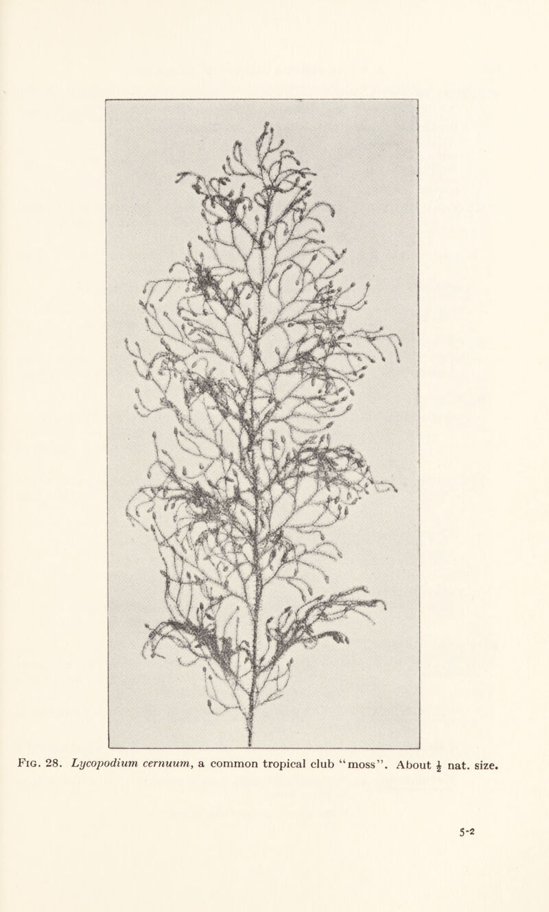 Fig. 28. Lycopodium cernuum, a common tropical club “moss”. About £ nat. size. 5-2