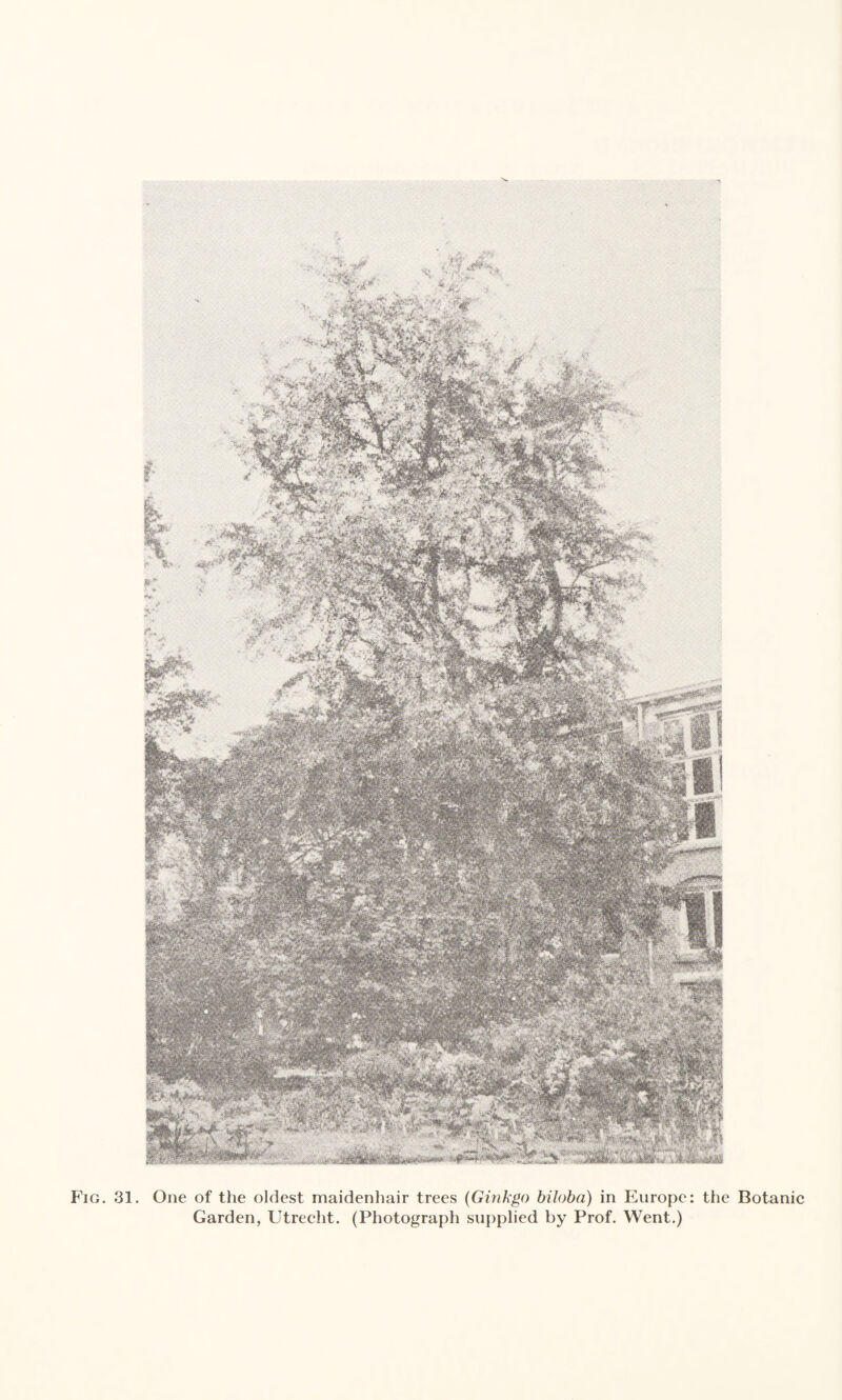 Fig. 31. One of the oldest maidenhair trees (Ginkgo biloba) in Europe: the Botanic Garden, Utrecht. (Photograph supplied by Prof. Went.)