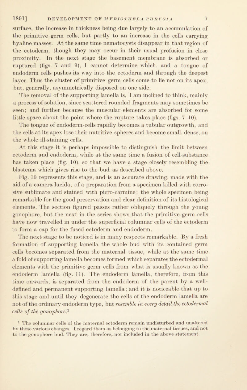 surface, the increase in thickness being due largely to an accumulation of the primitive germ cells, but partly to an increase in the cells carrying hyaline masses. At the same time nematocysts disappear in that region of the ectoderm, though they may occur in their usual profusion in close proximity. In the next stage the basement membrane is absorbed or ruptured (figs. 7 and 9), I cannot determine which, and a tongue of endoderm cells pushes its way into the ectoderm and through the deepest layer. Thus the cluster of primitive germ cells come to lie not on its apex, but, generally, asymmetrically disposed on one side. The removal of the supporting lamella is, I am inclined to think, mainly a process of solution, since scattered rounded fragments may sometimes be seen; and further because the muscular elements are absorbed for some little space about the point where the rupture takes place (figs. 7-10). The tongue of endoderm-cells rapidly becomes a tubular outgrowth, and the cells at its apex lose their nutritive spheres and become small, dense, on the whole ill-staining cells. At this stage it is perhaps impossible to distinguish the limit between ectoderm and endoderm, while at the same time a fusion of cell-substance has taken place (fig. 10), so that we have a stage closely resembling the blastema which gives rise to the bud as described above. Fig. 10 represents this stage, and is an accurate drawing, made with the aid of a camera lucida, of a preparation from a specimen killed with corro¬ sive sublimate and stained with picro - carmine; the whole specimen being remarkable for the good preservation and clear definition of its histological elements. The section figured passes rather obliquely through the young gonophore, but the next in the series shows that the primitive germ cells have now travelled in under the superficial columnar cells of the ectoderm to form a cap for the fused ectoderm and endoderm. The next stage to be noticed is in many respects remarkable. By a fresh formation of supporting lamella the whole bud with its contained germ cells becomes separated from the maternal tissue, while at the same time a fold of supporting lamella becomes formed which separates the ectodermal elements with the primitive germ cells from what is usually known as the endoderm lamella (fig. 11). The endoderm lamella, therefore, from this time onwards, is separated from the endoderm of the parent by a well- defined and permanent supporting lamella; and it is noticeable that up to this stage and until they degenerate the cells of the endoderm lamella are not of the ordinary endoderm type, but resemble in every detail the ectodermal cells of the gonophore } 1 The columnar cells of the maternal ectoderm remain undisturbed and unaltered by these various changes. I regard them as belonging to the maternal tissues, and not to the gonophore bud. They are, therefore, not included in the above statement.