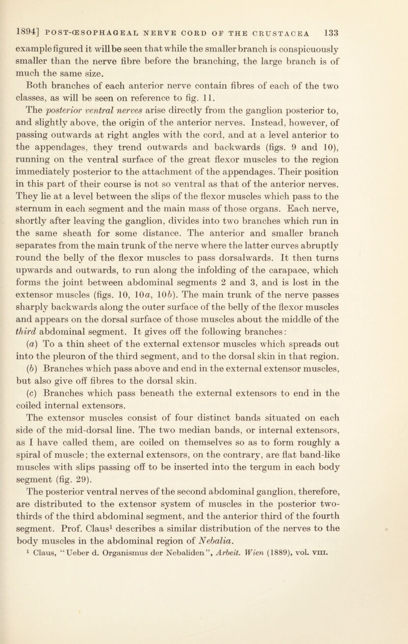example figured it will be seen that while the smaller branch is conspicuously smaller than the nerve fibre before the branching, the large branch is of much the same size. Both branches of each anterior nerve contain fibres of each of the two classes, as will be seen on reference to fig. 11. The posterior ventral nerves arise directly from the ganglion posterior to, and slightly above, the origin of the anterior nerves. Instead, however, of passing outwards at right angles with the cord, and at a level anterior to the appendages, they trend outwards and backwards (figs. 9 and 10), running on the ventral surface of the great flexor muscles to the region immediately posterior to the attachment of the appendages. Their position in this part of their course is not so ventral as that of the anterior nerves. They lie at a level between the slips of the flexor muscles which pass to the sternum in each segment and the main mass of those organs. Each nerve, shortly after leaving the ganglion, divides into two branches which run in the same sheath for some distance. The anterior and smaller branch separates from the main trunk of the nerve where the latter curves abruptly round the belly of the flexor muscles to pass dorsal wards. It then turns upwards and outwards, to run along the infolding of the carapace, which forms the joint between abdominal segments 2 and 3, and is lost in the extensor muscles (figs. 10, 10a, 106). The main trunk of the nerve passes sharply backwards along the outer surface of the belly of the flexor muscles and appears on the dorsal surface of those muscles about the middle of the third abdominal segment. It gives off the following branches: {a) To a thin sheet of the external extensor muscles which spreads out into the pleuron of the third segment, and to the dorsal skin in that region. (6) Branches which pass above and end in the external extensor muscles, but also give off fibres to the dorsal skin. (c) Branches which pass beneath the external extensors to end in the coiled internal extensors. The extensor muscles consist of four distinct bands situated on each side of the mid-dorsal line. The two median bands, or internal extensors, as I have called them, are coiled on themselves so as to form roughly a spiral of muscle; the external extensors, on the contrary, are flat band-like muscles with slips passing off to be inserted into the tergum in each body segment (fig. 29). The posterior ventral nerves of the second abdominal ganglion, therefore, are distributed to the extensor system of muscles in the posterior two- thirds of the third abdominal segment, and the anterior third of the fourth segment. Prof. Claus1 describes a similar distribution of the nerves to the body muscles in the abdominal region of Nebalia. 1 Claus, “Ueber d. Organismus der Nebaliden”, Arbeit. Wien (1889), vol. viii.