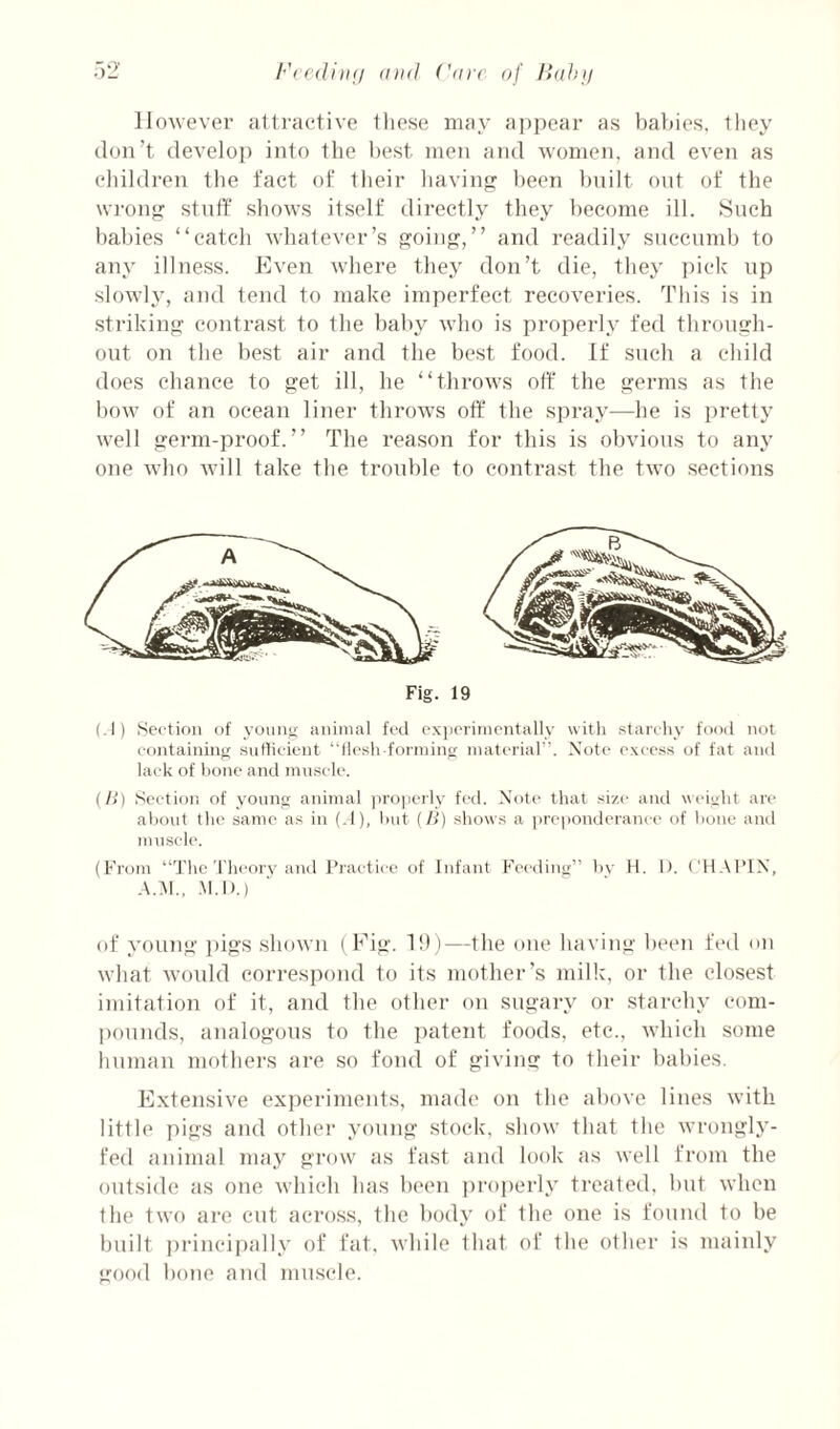 Fcediiifl (Uk! ('(ire (jf Hdhtj ;) However attraetive tliese may ai)])ear as babies, they don’t develop into the best men and women, and even as cliildren the fact of their liaviii l)een built out of the wron stuff shows itself directly they become ill. Such babies “catch whatever’s f^oing,” and readily succumb to any illness. Even where they don’t die, they pick up slowly, and tend to make imperfect recoveries. This is in .striking eontra.st to the baby who is properly fed through¬ out on the best air and the best food. If such a child does chance to get ill, he “throws off the germs as the bow of an ocean liner throws off the spray—he is i)retty well germ-proof.” The reason for this is obvious to any one who will take the trouble to eonti-ast the two sections (.1) Section of youni; animal fed exjioiimcntally with .starchy food not containinif snthcient ‘■|lcsh forininir material”. Note cxco.ss of fat and lack of hone and mu.scle. (/>') Section of young animal ]iro|ierly fed. Mote that size and weight are about the same as in (.1), Imt (/>“) shows a ]ire|ionderanee of hone aiul muscle. (From “The Theorv and Jhaetice of Infant Feeding” by H. I). t'H XPIX, .M.D.) of young ])igs shown ( Fig. 1!))—the one having beeti fetl on what would correspond to its mother’s milk, or the closest imitation of it, and the other on sugary or starchy com¬ pounds, analogous to the ])atent foods, etc., which some human mothers are so fond of giving to their babies. Extensive experiments, made on the above lines with little pigs and other young stock, show that the wrongly- fed cininud may grow tis fast and look as well from the outside as one which has been pi'ojjcrly treated, but when the two are cut across, the body of the one is found to be built ])rincipally of fat, while that of the other is mainly good bone and mus(‘le.