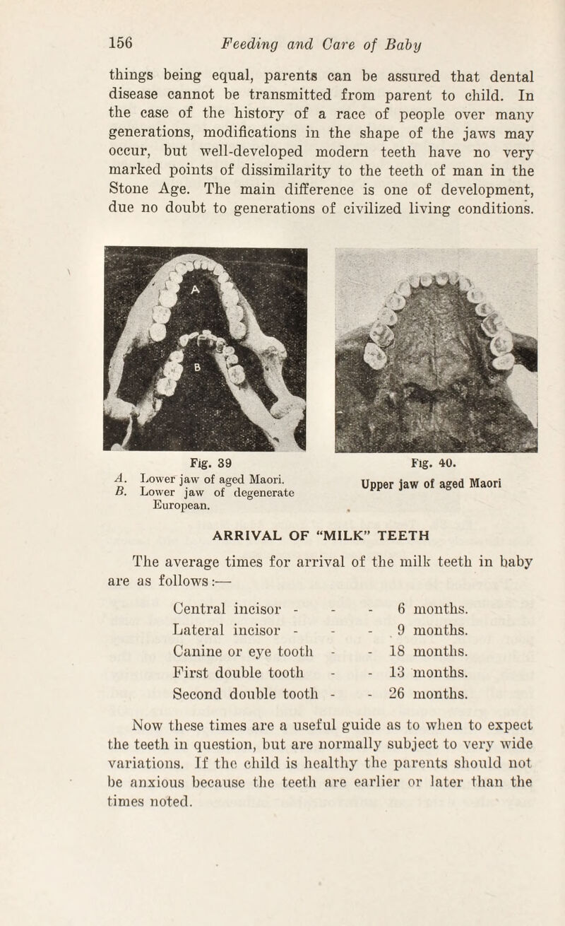 things being equal, parents can be assured that dental disease cannot be transmitted from parent to child. In the case of the history of a race of people over many generations, modifications in the shape of the jaws may occur, but well-developed modern teeth have no very marked points of dissimilarity to the teeth of man in the Stone Age. The main difference is one of development, due no doubt to generations of civilized living conditions. Fig. 39 A. Lower jaw of aged Maori. B. Lower jaw of degenerate European. Fig. 40. Upper jaw of aged Maori ARRIVAL OF “MILK” TEETH The average times for arrival of the milk teeth in baby are as follows :— Central incisor - Lateral incisor - Canine or eye tooth - First double tooth Second double tooth - 6 months. 9 months. 18 months. 13 months. 26 months. Now these times are a useful guide as to when to expect the teeth in question, but are normally subject to very wide variations. If the child is healthy the parents shoidd not be anxious because the teeth are earlier or later than the times noted.