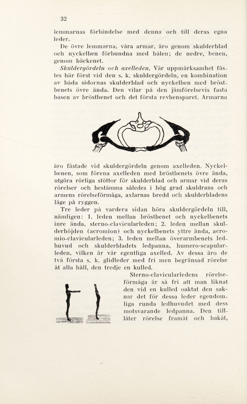 lemmarnas förbindelse med denna och till deras egna leder. De övre lemmarna, våra armar, äro genom skulderblad och nyckelben förbundna med bålen; de nedre, benen, genom bäckenet. Skuldergördeln och axelleden. Vår uppmärksamhet fäs¬ tes här först vid den s. k. skuldergördeln, en kombination av båda sidornas skulderblad och nyckelben med bröst¬ benets övre ända. Den vilar på den jämförelsevis fasta basen av bröstbenet och det första revbensparet. Armarna äro fästade vid skuldergördeln genom axelleden. Nyckel¬ benen, som förena axelleden med bröstbenets övre ända, utgöra rörliga stöttor för skulderblad och armar vid deras rörelser och bestämma således i hög grad skuldrans och armens rörelseförmåga, axlarnas bredd och skulderbladens läge på ryggen. Tre leder på vardera sidan höra skuldergördeln till, nämligen: 1. leden mellan bröstbenet och nyckelbenets inre ända, sterno-clavicularleden; 2. leden mellan skul- derhöjden (acromion) och nyckelbenets yttre ända, acro- mio-clavicularleden; 3. leden mellan överarmbenets led¬ huvud och skulderbladets ledpanna, humero-scapular- leden, vilken är vår egentliga axelled. Av dessa äro de två första s. k. glidleder med fri men begränsad rörelse åt alla håll, den tredje en kulled. Sterno-clavicularledens rörelse¬ förmåga är så fri att man liknat den vid en kulled oaktat den sak¬ nar det för dessa leder egendom¬ liga runda ledhuvudet med dess motsvarande ledpanna. Den till¬ låter rörelse framåt och bakåt,