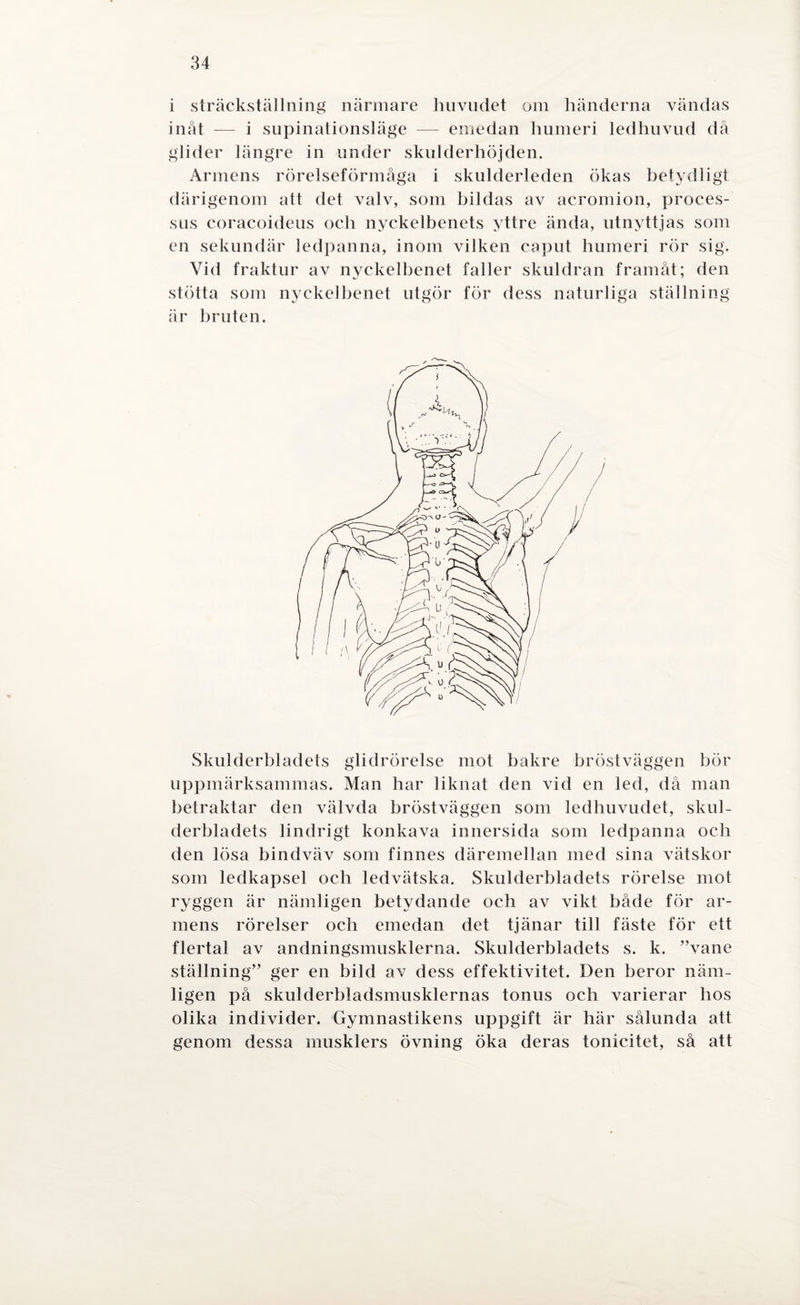 i sträckställning närmare huvudet om händerna vändas inåt — i supinationsläge — emedan humeri ledhuvud då glider längre in under skulderhöjden. Armens rörelseförmåga i skulderleden ökas betydligt därigenom att det valv, som bildas av acromion, proces¬ sus coracoideus och nyckelbenets yttre ända, utnyttjas som en sekundär ledpanna, inom vilken caput humeri rör sig. Vid fraktur av nyckelbenet faller skuldran framåt; den stötta som nyckelbenet utgör för dess naturliga ställning är bruten. Skulderbladets glidrörelse mot bakre bröstväggen bör uppmärksammas. Man har liknat den vid en led, då man betraktar den välvda bröstväggen som ledbuvudet, skul¬ derbladets lindrigt konkava innersida som ledpanna och den lösa bindväv som finnes däremellan med sina vätskor som ledkapsel och ledvätska. Skulderbladets rörelse mot ryggen är nämligen betydande och av vikt både för ar¬ mens rörelser och emedan det tjänar till fäste för ett flertal av andningsmusklerna. Skulderbladets s. k. ”vane ställning” ger en bild av dess effektivitet. Den beror näm¬ ligen på skulderbladsmusklernas tonus och varierar hos olika individer. Gymnastikens uppgift är här sålunda att genom dessa musklers övning öka deras tonicitet, så att