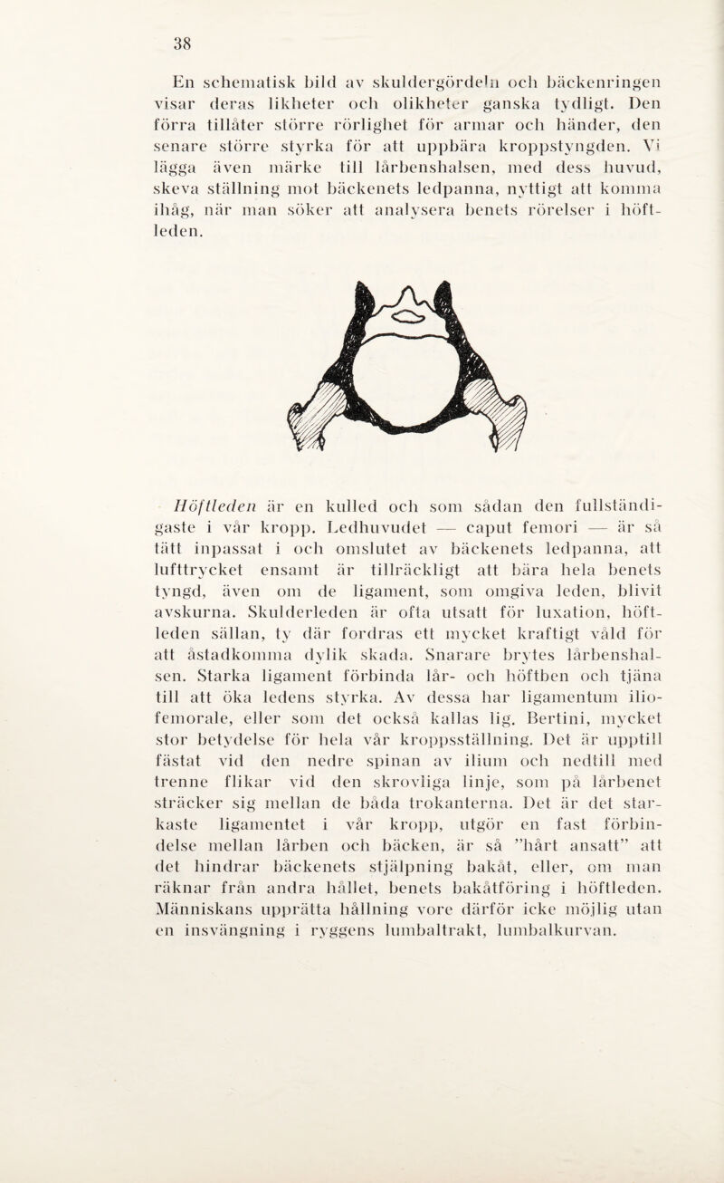 En schematisk bild av skuldergördeln och bäckenringen visar deras likheter och olikheter ganska tydligt. Den förra tillåter större rörlighet för armar och händer, den senare större styrka för att uppbära kroppstyngden. Vi lägga även märke till lårbenshalsen, med dess huvud, skeva ställning mot bäckenets ledpanna, nyttigt att komma ihåg, när man söker att analysera benets rörelser i höft¬ leden. Höftleden är en kulled och som sådan den fullständi¬ gaste i vår kropp. Ledhuvudet — caput femori — är så tätt inpassat i och omslutet av bäckenets ledpanna, att lufttrycket ensamt är tillräckligt att bära hela benets tyngd, även om de ligament, som omgiva leden, blivit avskurna. Skulderleden är ofta utsatt för luxation, höft¬ leden sällan, ty där fordras ett mycket kraftigt våld för att åstadkomma dylik skada. Snarare brytes lårbenshal¬ sen. Starka ligament förbinda lår- och höftben och tjäna till att öka ledens styrka. Av dessa har ligamentum ilio- femorale, eller som det också kallas lig. Bertini, mycket stor betydelse för hela vår kroppsställning. Det är upptill fästat vid den nedre spinan av ilium och nedtill med trenne flikar vid den skrovliga linje, som på lårbenet sträcker sig mellan de båda trokanterna. Det är det star¬ kaste ligamentet i vår kropp, utgör en fast förbin¬ delse mellan lårben och bäcken, är så ”hårt ansatt” att det hindrar bäckenets stjälpning bakåt, eller, om man räknar från andra hållet, benets bakåtföring i höftleden. Människans upprätta hållning vore därför icke möjlig utan en insvängning i ryggens lumbaltrakt, lumbalkurvan.
