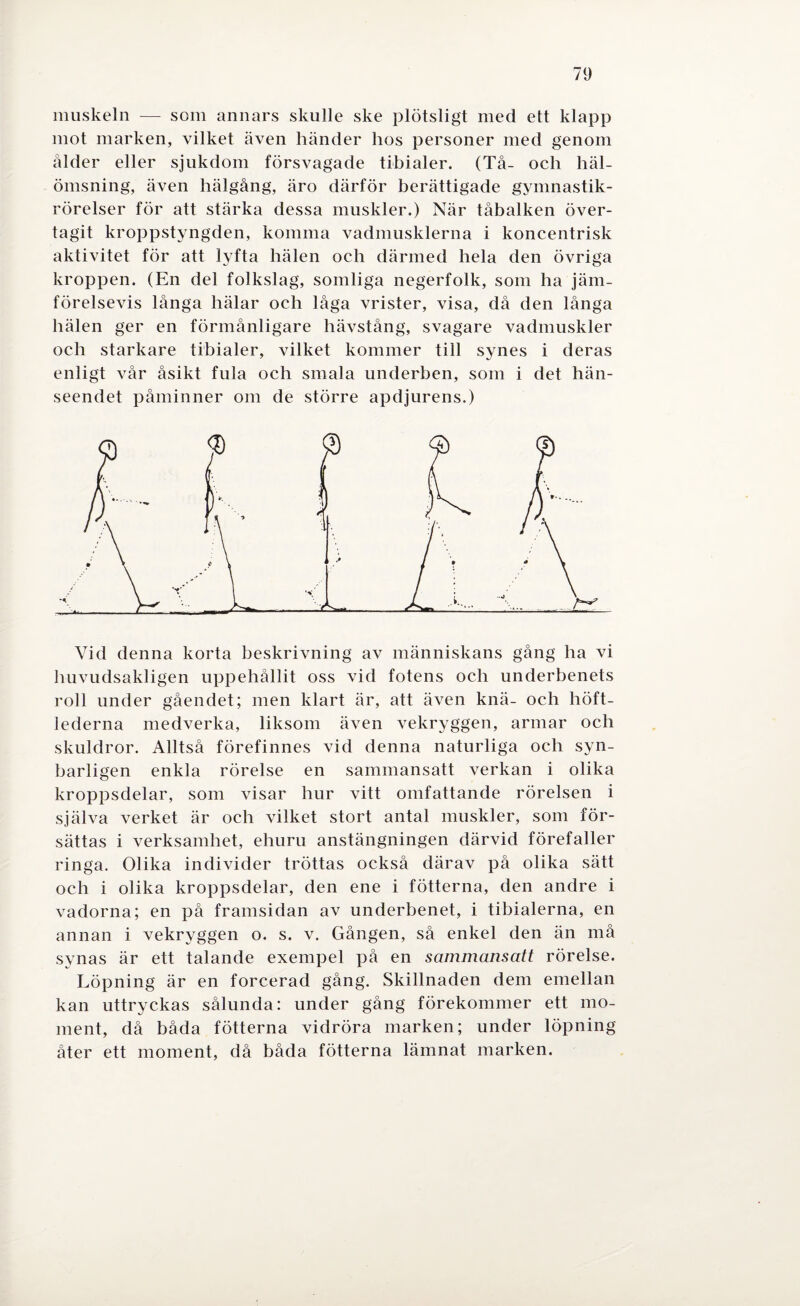 muskeln — som annars skulle ske plötsligt med ett klapp mot marken, vilket även händer hos personer med genom ålder eller sjukdom försvagade tibialer. (Tå- och liäl- ömsning, även hälgång, äro därför berättigade gymnastik- rörelser för att stärka dessa muskler.) När tåbalken över¬ tagit kroppstyngden, komma vadmusklerna i koncentrisk aktivitet för att lyfta bälen och därmed hela den övriga kroppen. (En del folkslag, somliga negerfolk, som ha jäm¬ förelsevis långa hälar och låga vrister, visa, då den långa hälen ger en förmånligare hävstång, svagare vadmuskler och starkare tibialer, vilket kommer till synes i deras enligt vår åsikt fula och smala underben, som i det hän¬ seendet påminner om de större apdjurens.) Vid denna korta beskrivning av människans gång ha vi huvudsakligen uppehållit oss vid fotens och underbenets roll under gåendet; men klart är, att även knä- och höft¬ lederna medverka, liksom även vekryggen, armar och skuldror. Alltså förefinnes vid denna naturliga och syn¬ barligen enkla rörelse en sammansatt verkan i olika kroppsdelar, som visar hur vitt omfattande rörelsen i själva verket är och vilket stort antal muskler, som för¬ sättas i verksamhet, ehuru anstängningen därvid förefaller ringa. Olika individer tröttas också därav på olika sätt och i olika kroppsdelar, den ene i fotterna, den andre i vadorna; en på framsidan av underbenet, i tibialerna, en annan i vekryggen o. s. v. Gången, så enkel den än må synas är ett talande exempel på en sammansatt rörelse. Löpning är en forcerad gång. Skillnaden dem emellan kan uttryckas sålunda: under gång förekommer ett mo¬ ment, då båda fotterna vidröra marken; under löpning åter ett moment, då båda fotterna lämnat marken.