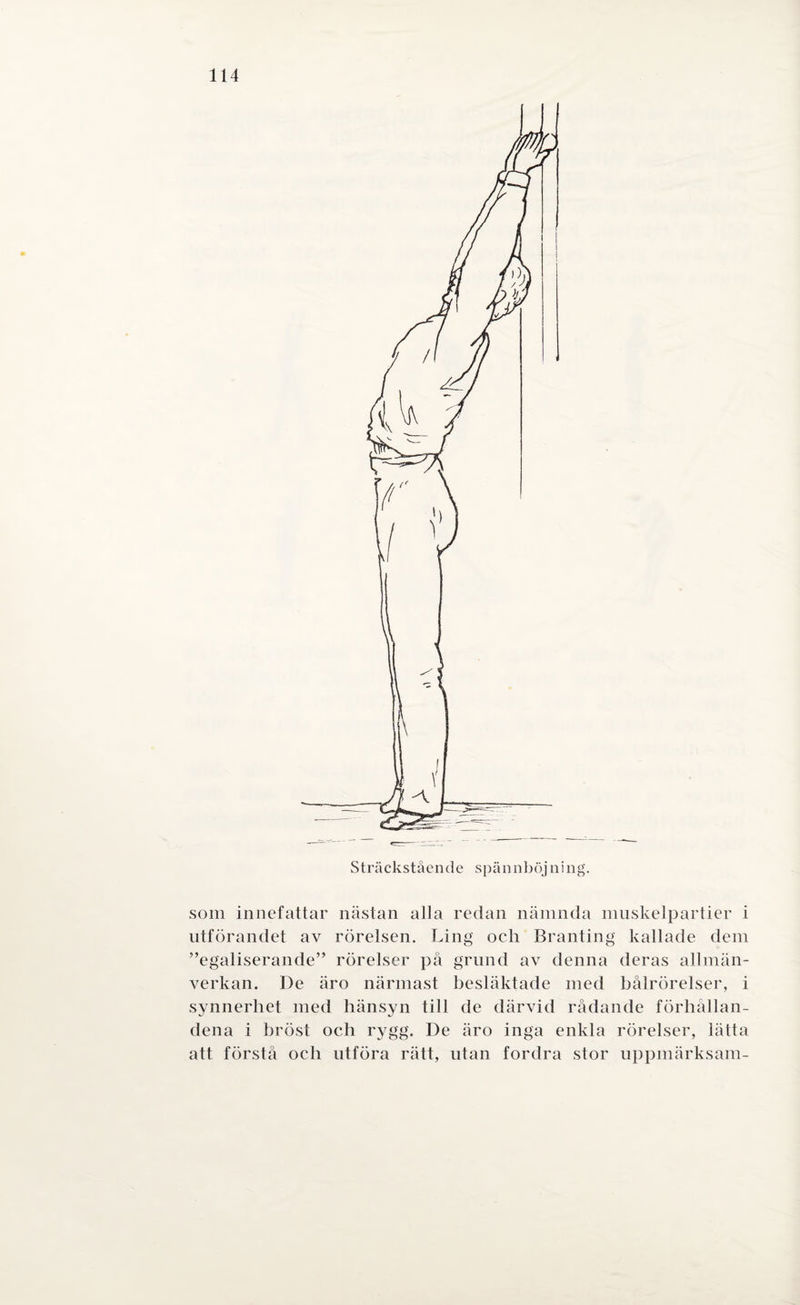 Sträckståen de spänn!)öj n ing. som innefattar nästan alla redan nämnda muskelpartier i utförandet av rörelsen. Ling oeli Branting kallade dem ”egaliserande” rörelser på grund av denna deras allmän¬ verkan. De äro närmast besläktade med bålrörelser, i synnerhet med hänsyn till de därvid rådande förhållan¬ dena i bröst oeh rygg. De äro inga enkla rörelser, lätta att förstå oeh utföra rätt, utan fordra stor uppmärksam-