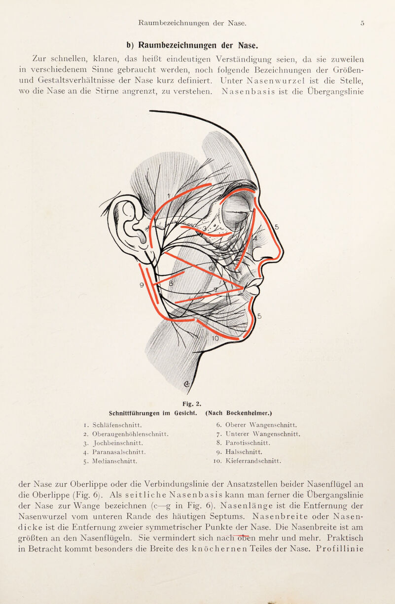 Raumbezeichnimgen der Nase. b) Raumbezeichnungen der Nase. Zur schnellen, klaren, das heißt eindeutigen Verständigung seien, da sie zuweilen in verschiedenem Sinne gebraucht werden, noch folgende Bezeichnungen der Größen- und Gestaltsverhältnisse der Nase kurz definiert. Unter Nasenwurzel ist die Stelle, wo die Nase an die Stirne angrenzt, zu verstehen. Nasenbasis ist die Übergangslinie Fig. 2. Schnittführungen im Gesicht. (Nach Bockenhefmer.) 1. Schläfenschnitt. 2. Oberaugenhöhlenschnitt. 3. Jochbeinschnitt. 4. Paranasalschnitt. 5. Meclianschnitt. 6. Oberer Wangenschnitt. 7. Unterer Wangenschnitt. 8. Parotisschnitt. 9. Halsschnitt. 10. Kieferrandschnitt. der Nase zur Oberlippe oder die Verbindungslinie der Ansatzstellen beider Nasenflügel an die Oberlippe (Fig. 6). Als seitliche Nasenbasis kann man ferner die Übergangslinie der Nase zur Wange bezeichnen (c—g in Fig. 6). Nasenlänge ist die Entfernung der Nasenwurzel vom unteren Rande des häutigen Septums. Nasenbreite oder Nasen¬ dicke ist die Entfernung zweier symmetrischer Punkte der Nase. Die Nasenbreite ist am größten an den Nasenflügeln. Sie vermindert sich nach oben mehr und mehr. Praktisch in Betracht kommt besonders die Breite des knöchernen Teiles der Nase. Profillinie