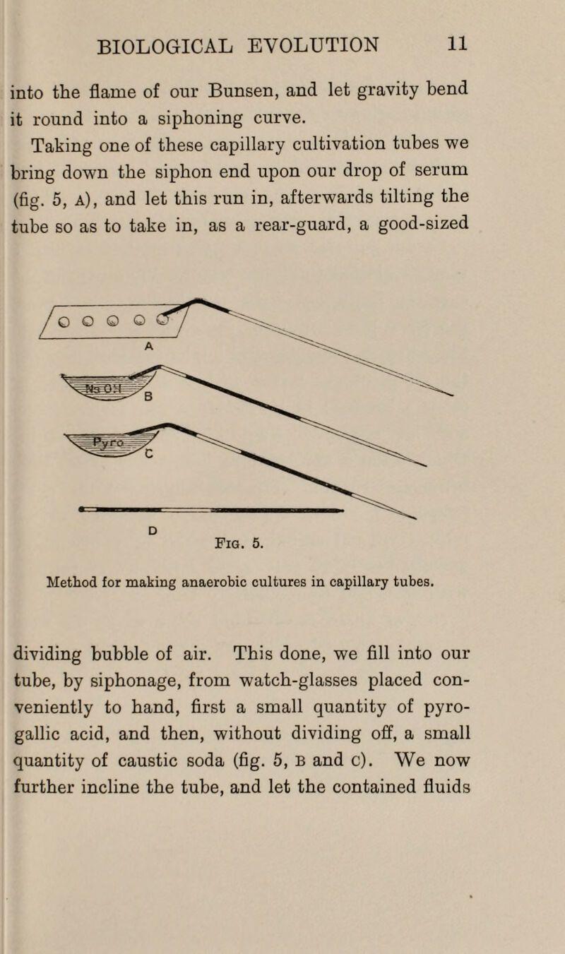 into the flame of our Bunsen, and let gravity bend it round into a siphoning curve. Taking one of these capillary cultivation tubes we bring down the siphon end upon our drop of serum (fig. 5, a), and let this run in, afterwards tilting the tube so as to take in, as a rear-guard, a good-sized Method for making anaerobic cultures in capillary tubes. dividing bubble of air. This done, we fill into our tube, by siphonage, from watch-glasses placed con¬ veniently to hand, first a small quantity of pyro- gallic acid, and then, without dividing off, a small quantity of caustic soda (fig. 5, B and c). We now further incline the tube, and let the contained fluids