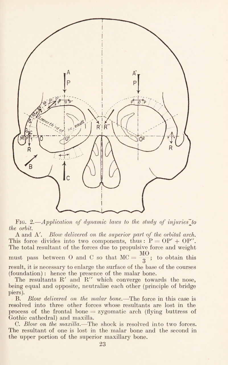 A and A'. Blow delivered on the superior part of the orbital arch. This force divides into two components, thus : P = OP' + OP. The total resultant of the forces due to propulsive force and weight must pass between 0 and C so that MC = ; to obtain this result, it is necessary to enlarge the surface of the base of the courses (foundation) : hence the presence of the malar bone. The resultants B/ and R which converge towards the nose, being equal and opposite, neutralise each other (principle of bridge piers). B. Blow delivered on the malar bone.—The force in this case is resolved into three other forces whose resultants are lost in the process of the frontal bone = zygomatic arch (flying buttress of Gothic cathedral) and maxilla. C. Blow on the maxilla.—The shock is resolved into two forces. The resultant of one is lost in the malar bone and the second in the upper portion of the superior maxillary bone.