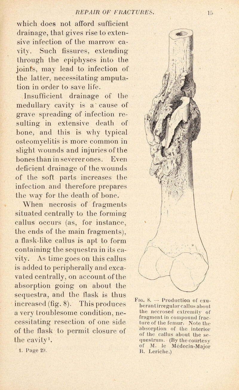 which does not afford sufficient drainage, that gives rise to exten¬ sive infection of the marrow ca¬ vity. Such fissures, extending through the epiphyses into the joints, may lead to infection of the latter, necessitating amputa¬ tion in order to save life. Insufficient drainage of the medullary cavity is a cause of grave spreading of infection re¬ sulting in extensive death of bone, and this is why typical osteomyelitis is more common in slight wounds and injuries of the bones than in severer ones. Even deficient drainage of the wounds of the soft parts increases the infection and therefore prepares the way for the death of bone. When necrosis of fragments situated centrally to the forming callus occurs (as, for instance, the ends of the main fragments), a flask-like callus is apt to form containing the sequestra in its ca¬ vity. As time goes on this callus is added to peripherally and exca¬ vated centrally, on account of the absorption going on about the sequestra, and the flask is thus increased (fig. 8). This produces a very troublesome condition, ne¬ cessitating resection of one side of the flask to permit closure of the cavity1. 1. Page 29. Fig. 8. — Production of exu- berantirregular callus about the necrosed extremity of fragment in compound frac¬ ture of the femur. Note the absorption of the interior of the callus about the se¬ questrum. (By the courtesy of M. le Medecin-Major R, Leriche.)