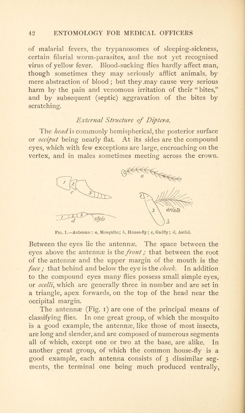 of malarial fevers, the trypanosomes of sleeping-sickness, certain filarial worm-parasites, and the not yet recognised virus of yellow fever. Blood-sucking flies hardly affect man, though sometimes they may seriously afflict animals, by mere abstraction of blood ; but they ,may cause very serious harm by the pain and venomous irritation of their “ bites,” and by subsequent (septic) aggravation of the bites by scratching. External Structure of Diptera. The head is commonly hemispherical, the posterior surface or occiput being nearly flat. At its sides are the compound eyes, which with few exceptions are large, encroaching on the vertex, and in males sometimes meeting across the crown. Between the eyes lie the antennae. The space between the eyes above the antennae is the front; that between the root of the antennae and the upper margin of the mouth is the face ; that behind and below the eye is the cheek. In addition to the compound eyes many flies possess small simple eyes, or ocelli, which are generally three in number and are set in a triangle, apex forwards, on the top of the head near the occipital margin. The antennae (Fig. i) are one of the principal means of classifying flies. In one great group, of which the mosquito is a good example, the antennae, like those of most insects, are long and slender, and are composed of numerous segments all of which, except one or two at the base, are alike. In another great group, of which the common house-fly is a good example, each antenna consists of 3 dissimilar seg¬ ments, the terminal one being much produced ventrally,