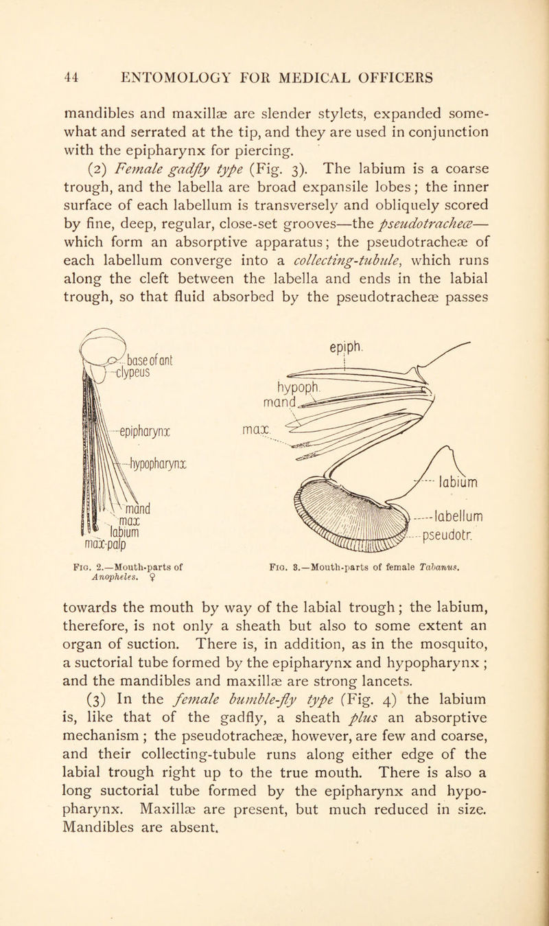 mandibles and maxillae are slender stylets, expanded some¬ what and serrated at the tip, and they are used in conjunction with the epipharynx for piercing. (2) Female gadfly type (Fig. 3). The labium is a coarse trough, and the labella are broad expansile lobes; the inner surface of each labellum is transversely and obliquely scored by fine, deep, regular, close-set grooves—the pseudotrachece— which form an absorptive apparatus; the pseudotracheae of each labellum converge into a collecting-tubule, which runs along the cleft between the labella and ends in the labial trough, so that fluid absorbed by the pseudotracheae passes Fig. 3.—Mouth-parts of female Tabanus. Fig. 2.—Mouth-parts of Anopheles. 9 towards the mouth by way of the labial trough; the labium, therefore, is not only a sheath but also to some extent an organ of suction. There is, in addition, as in the mosquito, a suctorial tube formed by the epipharynx and hypopharynx ; and the mandibles and maxillae are strong lancets. (3) In the female bumble-fly type (Fig. 4) the labium is, like that of the gadfly, a sheath plus an absorptive mechanism ; the pseudotracheae, however, are few and coarse, and their collecting-tubule runs along either edge of the labial trough right up to the true mouth. There is also a long suctorial tube formed by the epipharynx and hypo- pharynx. Maxillae are present, but much reduced in size. Mandibles are absent.