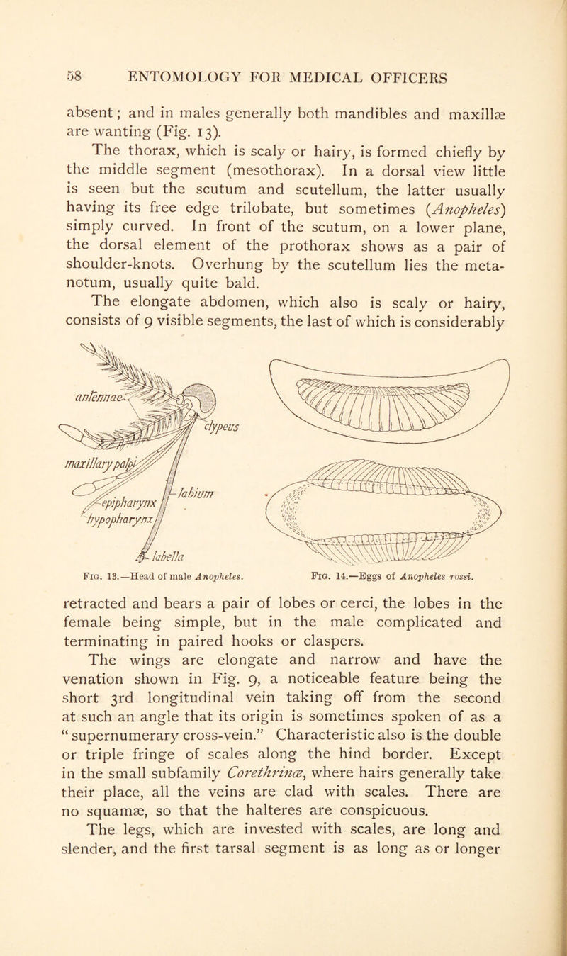 absent; and in males generally both mandibles and maxillae are wanting (Fig. 13). The thorax, which is scaly or hairy, is formed chiefly by the middle segment (mesothorax). In a dorsal view little is seen but the scutum and scutellum, the latter usually having its free edge trilobate, but sometimes (.Anopheles) simply curved. In front of the scutum, on a lower plane, the dorsal element of the prothorax shows as a pair of shoulder-knots. Overhung by the scutellum lies the meta- notum, usually quite bald. The elongate abdomen, which also is scaly or hairy, consists of 9 visible segments, the last of which is considerably retracted and bears a pair of lobes or cerci, the lobes in the female being simple, but in the male complicated and terminating in paired hooks or claspers. The wings are elongate and narrow and have the venation shown in Fig. 9, a noticeable feature being the short 3rd longitudinal vein taking off from the second at such an angle that its origin is sometimes spoken of as a “ supernumerary cross-vein.” Characteristic also is the double or triple fringe of scales along the hind border. Except in the small subfamily Corethrince, where hairs generally take their place, all the veins are clad with scales. There are no squamae, so that the halteres are conspicuous. The legs, which are invested with scales, are long and slender, and the first tarsal segment is as long as or longer