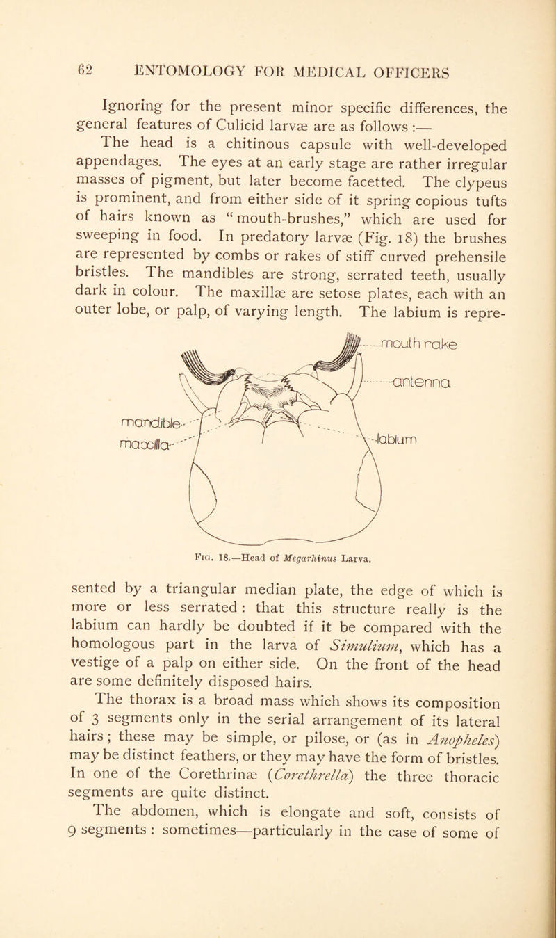 Ignoring for the present minor specific differences, the general features of Culicid larvae are as follows :— The head is a chitinous capsule with well-developed appendages. The eyes at an early stage are rather irregular masses of pigment, but later become facetted. The clypeus is prominent, and from either side of it spring copious tufts of hairs known as “ mouth-brushes,” which are used for sweeping in food. In predatory larvae (Fig. 18) the brushes are represented by combs or rakes of stiff curved prehensile bristles. The mandibles are strong, serrated teeth, usually dark in colour. The maxillae are setose plates, each with an outer lobe, or palp, of varying length. The labium is repre¬ sented by a triangular median plate, the edge of which is more or less serrated: that this structure really is the labium can hardly be doubted if it be compared with the homologous part in the larva of Simulium, which has a vestige of a palp on either side. On the front of the head are some definitely disposed hairs. The thorax is a broad mass which shows its composition of 3 segments only in the serial arrangement of its lateral hairs; these may be simple, or pilose, or (as in Anopheles) may be distinct feathers, or they may have the form of bristles. In one of the Corethrinas (Corethrelld) the three thoracic segments are quite distinct. The abdomen, which is elongate and soft, consists of 9 segments : sometimes—particularly in the case of some of