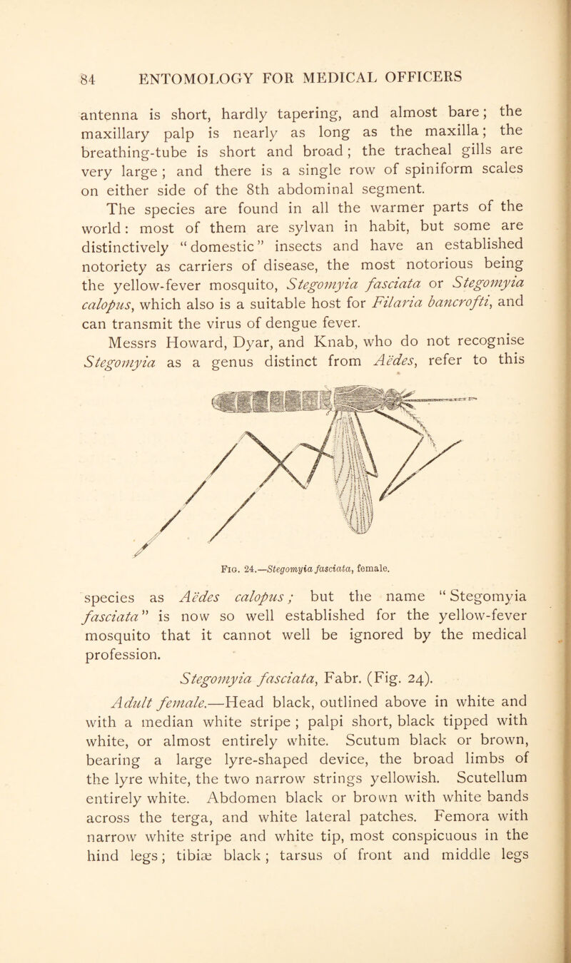 antenna is short, hardly tapering, and almost bare; the maxillary palp is nearly as long as the maxilla; the breathing-tube is short and broad ; the tracheal gills are very large ; and there is a single row of spiniform scales on either side of the 8th abdominal segment. The species are found in all the warmer parts of the world: most of them are sylvan in habit, but some are distinctively “domestic” insects and have an established notoriety as carriers of disease, the most notorious being the yellow-fever mosquito, Stegomyia fasciata or Stegomyia calopus, which also is a suitable host for Filana bancrofti, and can transmit the virus of dengue fever. Messrs Howard, Dyar, and Knab, who do not recognise Stegomyia as a genus distinct from Aedes, refer to this Fig. 24.—Stegomyia fasciata, female. species as Aedes calopus; but the name “ Stegomyia fasciata ” is now so well established for the yellow-fever mosquito that it cannot well be ignored by the medical profession. Stegomyia fasciata, Fabr. (Fig. 24). Adult female.—Head black, outlined above in white and with a median white stripe ; palpi short, black tipped with white, or almost entirely white. Scutum black or brown, bearing a large lyre-shaped device, the broad limbs of the lyre white, the two narrow strings yellowish. Scutellum entirely white. Abdomen black or brown with white bands across the terga, and white lateral patches. Femora with narrow white stripe and white tip, most conspicuous in the hind legs; tibiae black; tarsus of front and middle legs