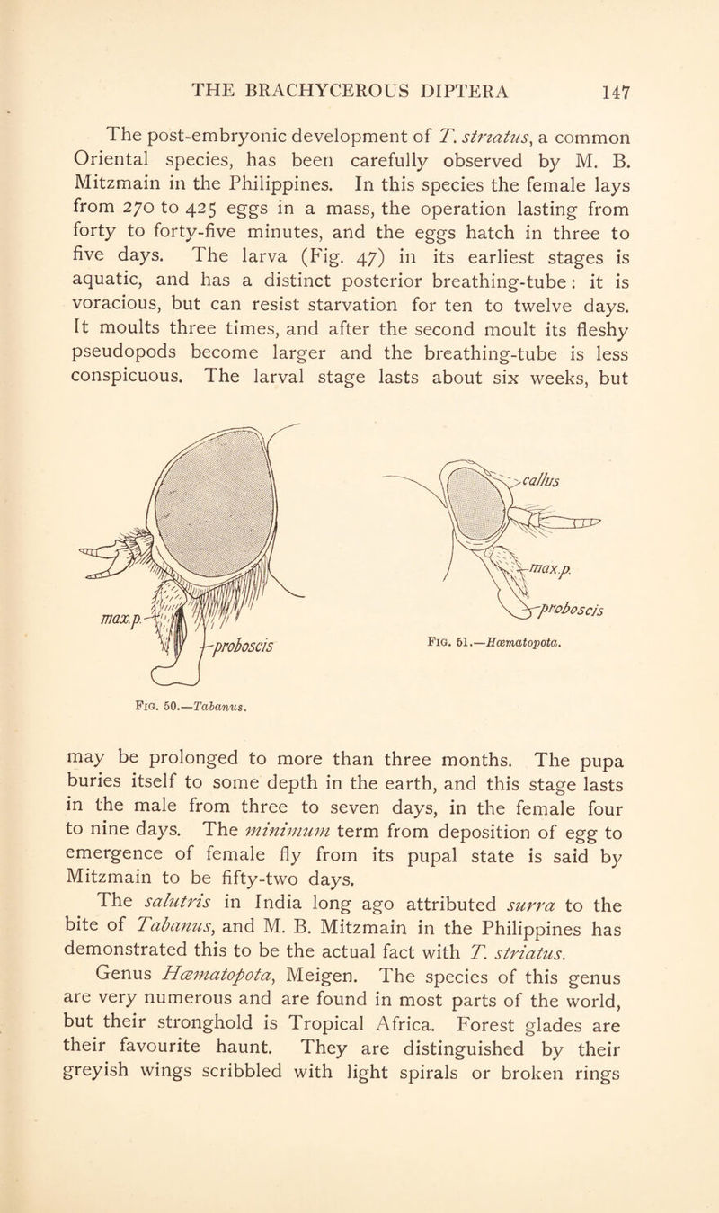 The post-embryonic development of T. stnatus, a common Oriental species, has been carefully observed by M. B. Mitzmain in the Philippines. In this species the female lays from 270 to 425 eggs in a mass, the operation lasting from forty to forty-five minutes, and the eggs hatch in three to five days. The larva (Fig. 47) in its earliest stages is aquatic, and has a distinct posterior breathing-tube: it is voracious, but can resist starvation for ten to twelve days. It moults three times, and after the second moult its fleshy pseudopods become larger and the breathing-tube is less conspicuous. The larval stage lasts about six weeks, but Fig. 50.—Tabanus. may be prolonged to more than three months. The pupa buries itself to some depth in the earth, and this stage lasts in the male from three to seven days, in the female four to nine days. The minimum term from deposition of egg to emergence of female fly from its pupal state is said by Mitzmain to be fifty-two days. The salutms in India long ago attributed surra to the bite of Tabanus, and M. B. Mitzmain in the Philippines has demonstrated this to be the actual fact with T. striatus. Genus Hcematopota, Meigen. The species of this genus are very numerous and are found in most parts of the world, but their stronghold is Tropical Africa. Forest glades are their favourite haunt. They are distinguished by their greyish wings scribbled with light spirals or broken rings