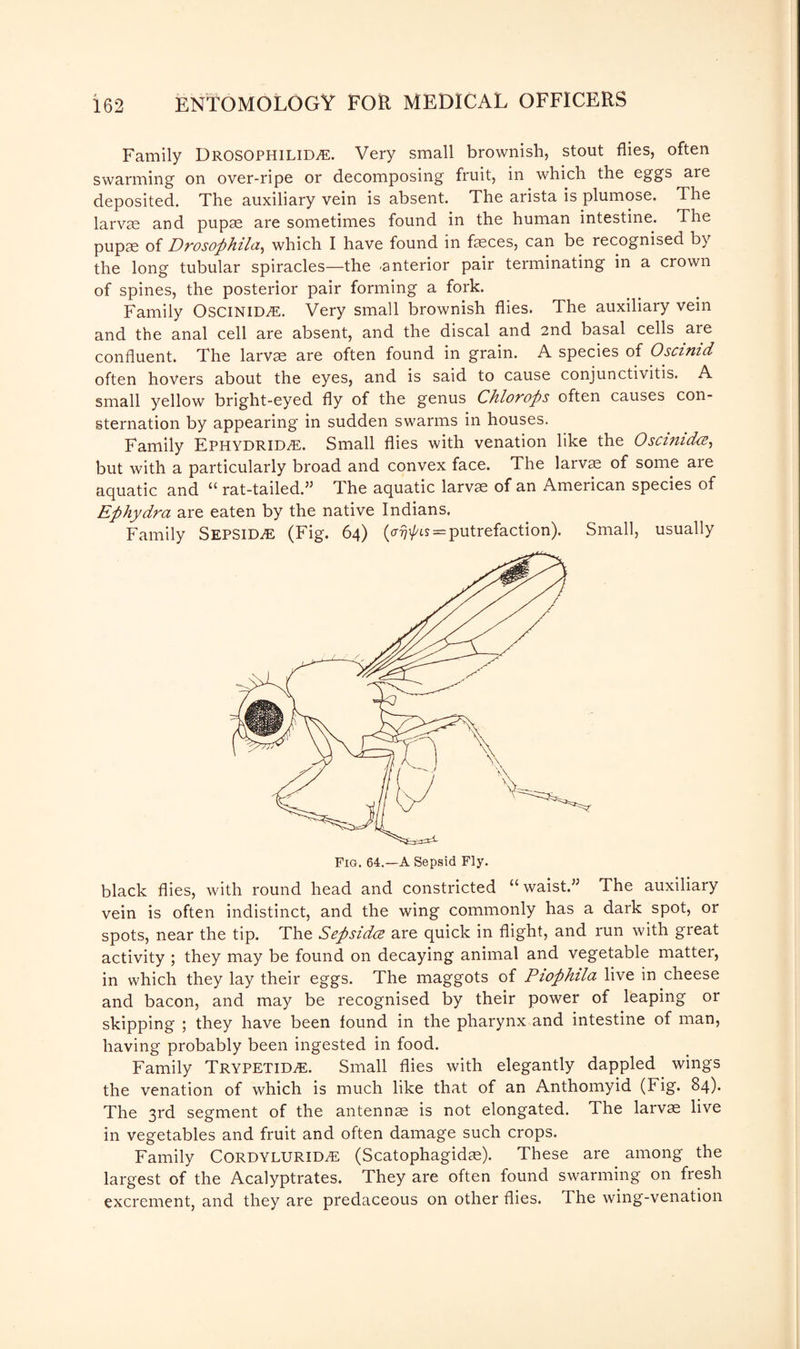 Family Drosophilid^e. Very small brownish, stout flies, often swarming on over-ripe or decomposing fruit, in which the eggs are deposited. The auxiliary vein is absent. The arista is plumose. The larvae and pupae are sometimes found in the human intestine. The pupae of Drosophila, which I have found in faeces, can be recognised by the long tubular spiracles—the ^anterior pair terminating in a crown of spines, the posterior pair forming a fork. Family OSCINID^E. Very small brownish flies. The auxiliary vein and the anal cell are absent, and the discal and 2nd basal cells are confluent. The larvae are often found in grain. A species of Oscimd often hovers about the eyes, and is said to cause conjunctivitis. A small yellow bright-eyed fly of the genus Chlorops often causes con¬ sternation by appearing in sudden swarms in houses. Family Ephydrid^e. Small flies with venation like the OscimdcB, but with a particularly broad and convex face. The larvae of some are aquatic and “ rat-tailed.55 The aquatic larvae of an American species of Ephydra are eaten by the native Indians. Family SEPSID^E (Fig. 64) (<r?7^is = putrefaction). Small, usually black flies, with round head and constricted “ waist.55 The auxiliary vein is often indistinct, and the wing commonly has a dark spot, or spots, near the tip. The Sepsidcs are quick in flight, and run with great activity ; they may be found on decaying animal and vegetable matter, in which they lay their eggs. The maggots of Piophila live in cheese and bacon, and may be recognised by their power of leaping or skipping ; they have been found in the pharynx and intestine of man, having probably been ingested in food. Family Trypetid^e. Small flies with elegantly dappled wings the venation of which is much like that of an Anthomyid (Fig. 84). The 3rd segment of the antennse is not elongated. The larvae live in vegetables and fruit and often damage such crops. Family Cordylurid/e (Scatophagidae). These are among the largest of the Acalyptrates. They are often found swarming on fresh excrement, and they are predaceous on other flies. The wing-venation