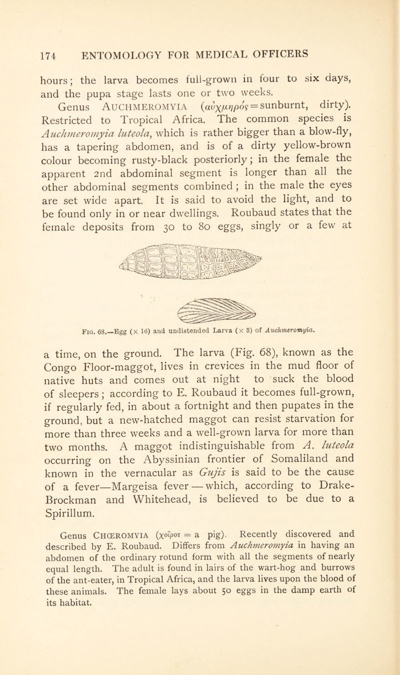 hours; the larva becomes full-grown in four to six days, and the pupa stage lasts one or two weeks. Genus Auchmeromyia (avxPylpo9== sunburnt, dirty). Restricted to Tropical Africa. The common species is Auchmeromyia luteola, which is rather bigger than a blow-fly, has a tapering abdomen, and is of a dirty yellow-brown colour becoming rusty-black posteriorly; in the female the apparent 2nd abdominal segment is longer than all the other abdominal segments combined ; in the male the eyes are set wide apart. It is said to avoid the light, and to be found only in or near dwellings. Roubaud states that the female deposits from 30 to 80 eggs, singly or a few at Fig. 68.—Egg (x 16) and undistended Larva (x 3) of Auchmeromyia. a time, on the ground. The larva (Fig. 68), known as the Congo Floor-maggot, lives in crevices in the mud floor of native huts and comes out at night to suck the blood of sleepers; according to E. Roubaud it becomes full-grown, if regularly fed, in about a fortnight and then pupates in the ground, but a new-hatched maggot can resist starvation for more than three weeks and a well-grown larva for more than two months. A maggot indistinguishable from A. luteola occurring on the Abyssinian frontier of Somaliland and known in the vernacular as Giijis is said to be the cause of a fever—Margeisa fever — which, according to Drake- Brockman and Whitehead, is believed to be due to a Spirillum. Genus ChoerOMYIA (xo?pos = a pig), Recently discovered and described by E. Roubaud. Differs from Auchmeromyia in having an abdomen of the ordinary rotund form with all the segments of nearly equal length. The adult is found in lairs of the wart-hog and burrows of the ant-eater, in Tropical Africa, and the larva lives upon the blood of these animals. The female lays about 50 eggs in the damp earth of its habitat.