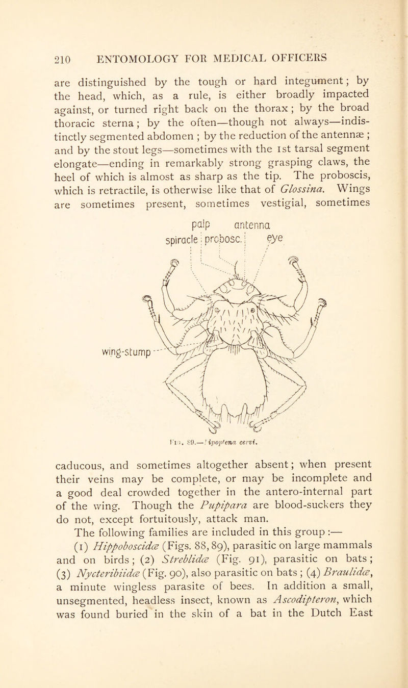 are distinguished by the tough or hard integument; by the head, which, as a rule, is either broadly impacted against, or turned right back on the thorax ; by the broad thoracic sterna ; by the often—though not always—indis¬ tinctly segmented abdomen ; by the reduction of the antennae ; and by the stout legs—sometimes with the 1st tarsal segment elongate—ending in remarkably strong grasping claws, the heel of which is almost as sharp as the tip. The proboscis, which is retractile, is otherwise like that of Glossina. Wings are sometimes present, sometimes vestigial, sometimes palp antenna caducous, and sometimes altogether absent; when present their veins may be complete, or may be incomplete and a good deal crowded together in the antero-internal part of the wing. Though the Pupipara are blood-suckers they do not, except fortuitously, attack man. The following families are included in this group :— (i) Hippoboscidce (Figs. 88, 89), parasitic on large mammals and on birds; (2) Streblidcz (Fig. 91), parasitic on bats; (3) Nycteribiidce (Fig. 90), also parasitic on bats ; (4) Braulidce, a minute wingless parasite of bees. In addition a small, unsegmented, headless insect, known as Ascodipteron, which was found buried in the skin of a bat in the Dutch East