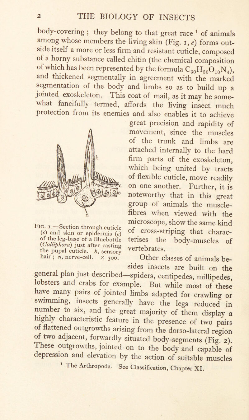 body-covering ; they belong to that great race 1 of animals among whose members the living skin (Fig. i, e) forms out¬ side itself a more or less firm and resistant cuticle, composed of a horny substance called chitin (the chemical composition of which has been represented by the formula C30H50O10N4), and thickened segmentally in agreement with the marked segmentation of the body and limbs so as to build up a jointed exoskeleton. This coat of mail, as it may be some¬ what fancifully termed, affords the living insect much protection from its enemies and also enables it to achieve great precision and rapidity of movement, since the muscles of the trunk and limbs are attached internally to the hard firm parts of the exoskeleton, which being united by tracts of flexible cuticle, move readily on one another. Further, it is noteworthy that in this great group of animals the muscle- fibres when viewed with the F microscope, show the same kind tig. i.—bection through cuticle ^ . • . , (c) and skin or epidermis (e) Cr0SS-Striping that charac- 9^,^® leg-base °f a Bhiebottie terises the body-muscles of (GaUiphord) just after casting the pupal cuticle, h, sensory vertebrates. hair ; n, nerve-cell, x 300. Other classes of animals be¬ sides insects are built on the general plan just described—spiders, centipedes, millipedes, lobsters and crabs for example. But while most of these have many pairs of jointed limbs adapted for crawling or swimming, insects generally have the legs reduced in number to six, and the great majority of them display a highly characteristic feature in the presence of two pairs of flattened outgrowths arising from the dorso-lateral region of two adjacent, forwardly situated body-segments (Fig 2) These outgrowths, jointed on to the bodylnd capable of depression and elevation by the action of suitable muscles The Arthropoda. See Classification, Chapter XI.