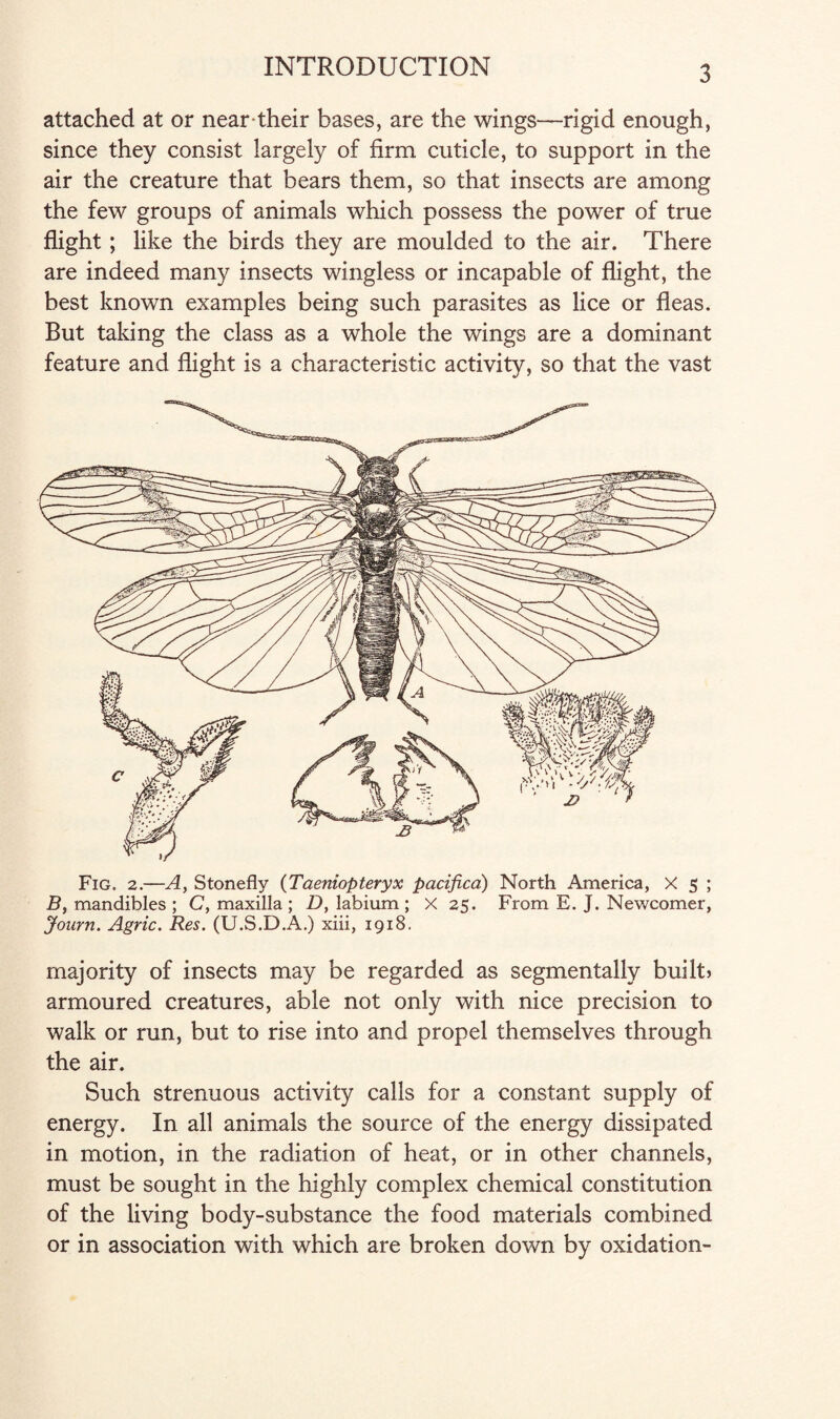 attached at or near their bases, are the wings—rigid enough, since they consist largely of firm cuticle, to support in the air the creature that bears them, so that insects are among the few groups of animals which possess the power of true flight; like the birds they are moulded to the air. There are indeed many insects wingless or incapable of flight, the best known examples being such parasites as lice or fleas. But taking the class as a whole the wings are a dominant feature and flight is a characteristic activity, so that the vast Fig. 2.—A, Stonefly (Taeniopteryx pacified) North America, X 5 ; B, mandibles ; C, maxilla ; D, labium ; X 25. From E. J. Newcomer, jfourn. Agric. Res. (U.S.D.A.) xiii, 1918. majority of insects may be regarded as segmentally built) armoured creatures, able not only with nice precision to walk or run, but to rise into and propel themselves through the air. Such strenuous activity calls for a constant supply of energy. In all animals the source of the energy dissipated in motion, in the radiation of heat, or in other channels, must be sought in the highly complex chemical constitution of the living body-substance the food materials combined or in association with which are broken down by oxidation-