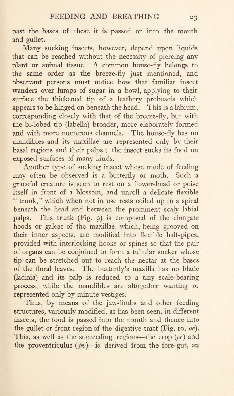 past the bases of these it is passed on into the mouth and gullet. Many sucking insects, however, depend upon liquids that can be reached without the necessity of piercing any plant or animal tissue. A common house-fly belongs to the same order as the breeze-fly just mentioned, and observant persons must notice how that familiar insect wanders over lumps of sugar in a bowl, applying to their surface the thickened tip of a leathery proboscis which appears to be hinged on beneath the head. This is a labium, corresponding closely with that of the breeze-fly, but with the bi-lobed tip (labella) broader, more elaborately formed and with more numerous channels. The house-fly has no mandibles and its maxillae are represented only by their basal regions and their palps ; the insect sucks its food on exposed surfaces of many kinds. Another type of sucking insect whose mode of feeding may often be observed is a butterfly or moth. Such a graceful creature is seen to rest on a flower-head or poise itself in front of a blossom, and unroll a delicate flexible “ trunk,” which when not in use rests coiled up in a spiral beneath the head and between the prominent scaly labial palps. This trunk (Fig. 9) is composed of the elongate hoods or galeae of the maxillae, which, being grooved on their inner aspects, are modified into flexible half-pipes, provided with interlocking hooks or spines so that the pair of organs can be conjoined to form a tubular sucker whose tip can be stretched out to reach the nectar at the bases of the floral leaves. The butterfly’s maxilla has no blade (lacinia) and its palp is reduced to a tiny scale-bearing process, while the mandibles are altogether wanting or represented only by minute vestiges. Thus, by means of the jaw-limbs and other feeding structures, variously modified, as has been seen, in different insects, the food is passed into the mouth and thence into the gullet or front region of the digestive tract (Fig. 10, oe). This, as well as the succeeding regions—the crop (cr) and the proventriculus {pv)—is derived from the fore-gut, an