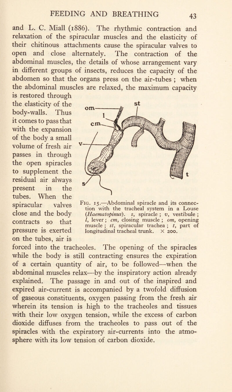 and L. C. Miall (1886). The rhythmic contraction and relaxation of the spiracular muscles and the elasticity of their chitinous attachments cause the spiracular valves to open and close alternately. The contraction of the abdominal muscles, the details of whose arrangement vary in different groups of insects, reduces the capacity of the abdomen so that the organs press on the air-tubes ; when the abdominal muscles are relaxed, the maximum capacity is restored through the elasticity of the body-walls. Thus it comes to pass that with the expansion of the body a small volume of fresh air passes in through the open spiracles to supplement the residual air always present in the tubes. When the spiracular valves close and the body contracts so that pressure is exerted on the tubes, air is forced into the tracheoles. The opening of the spiracles while the body is still contracting ensures the expiration of a certain quantity of air, to be followed—when the abdominal muscles relax—by the inspiratory action already explained. The passage in and out of the inspired and expired air-current is accompanied by a twofold diffusion of gaseous constituents, oxygen passing from the fresh air wherein its tension is high to the tracheoles and tissues with their low oxygen tension, while the excess of carbon dioxide diffuses from the tracheoles to pass out of the spiracles with the expiratory air-currents into the atmo¬ sphere with its low tension of carbon dioxide. Fig. 15.—Abdominal spiracle and its connec¬ tion with the tracheal system in a Louse (Haematopinus). s, spiracle ; v, vestibule ; /, lever; cm, closing muscle ; om, opening muscle ; st, spiracular trachea ; t, part of longitudinal tracheal trunk. X 200.