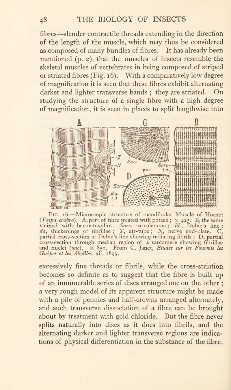 fibres—slender contractile threads extending in the direction of the length of the muscle, which may thus be considered as composed of many bundles of fibres. It has already been mentioned (p. 2), that the muscles of insects resemble the skeletal muscles of vertebrates in being composed of striped or striated fibres (Fig. 16). With a comparatively low degree of magnification it is seen that these fibres exhibit alternating darker and lighter transverse bands ; they are striated. On studying the structure of a single fibre with a high degree of magnification, it is seen in places to split lengthwise into Fig. 16.—Microscopic structure of mandibular Muscle of Hornet ( Vespa crabro). A, part of fibre treated with potash ; X 425. B, the same stained with haematoxylin. Sarc, sarcolemma ; Id., Dobie’s line ; da, thickenings of fibrillae ; T, air-tube ; N, nerve end-plate. C, partial cross-section at Dobie’s line showing radiating fibrils ; D, partial cross-section through median region of a sarcomere showing fibrillae and nuclei (nuc). X 850. From C. Janet, Etudes sur les Fourmis les Guepes et les Abeilles, xii, 1895. excessively fine threads or fibrils, while the cross-striation becomes so definite as to suggest that the fibre is built up of an innumerable series of discs arranged one on the other ; a very rough model of its apparent structure might be made with a pile of pennies and half-crowns arranged alternately, and such transverse dissociation of a fibre can be brought about by treatment with gold chloride. But the fibre never splits naturally into discs as it does into fibrils, and the alternating darker and lighter transverse regions are indica¬ tions of physical differentiation in the substance of the fibre.