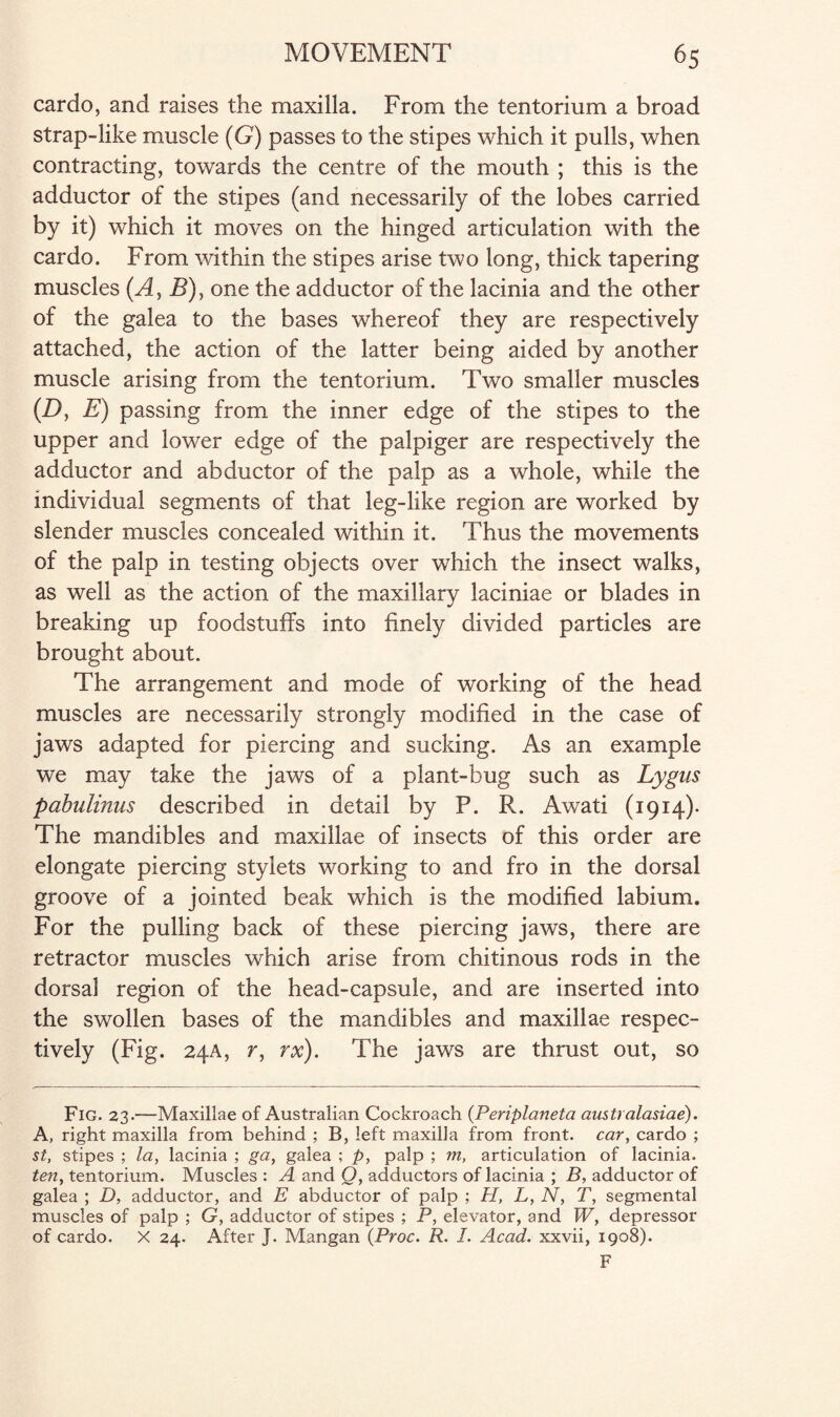 cardo, and raises the maxilla. From the tentorium a broad strap-like muscle (G) passes to the stipes which it pulls, when contracting, towards the centre of the mouth ; this is the adductor of the stipes (and necessarily of the lobes carried by it) which it moves on the hinged articulation with the cardo. From within the stipes arise two long, thick tapering muscles (A, B), one the adductor of the lacinia and the other of the galea to the bases whereof they are respectively attached, the action of the latter being aided by another muscle arising from the tentorium. Two smaller muscles (D, E) passing from the inner edge of the stipes to the upper and lower edge of the palpiger are respectively the adductor and abductor of the palp as a whole, while the individual segments of that leg-like region are worked by slender muscles concealed within it. Thus the movements of the palp in testing objects over which the insect walks, as well as the action of the maxillary laciniae or blades in breaking up foodstuffs into finely divided particles are brought about. The arrangement and mode of working of the head muscles are necessarily strongly modified in the case of jaws adapted for piercing and sucking. As an example we may take the jaws of a plant-bug such as Lygus pahulinus described in detail by P. R. Awati (1914). The mandibles and maxillae of insects of this order are elongate piercing stylets working to and fro in the dorsal groove of a jointed beak which is the modified labium. For the pulling back of these piercing jaws, there are retractor muscles which arise from chitinous rods in the dorsal region of the head-capsule, and are inserted into the swollen bases of the mandibles and maxillae respec¬ tively (Fig. 24A, r, rx). The jaws are thrust out, so Fig. 23.—Maxillae of Australian Cockroach (Periplaneta australasiae). A, right maxilla from behind ; B, left maxilla from front, car, cardo ; st, stipes ; la, lacinia ; ga, galea ; p, palp ; m, articulation of lacinia. ten, tentorium. Muscles: A and Q, adductors of lacinia ; B, adductor of galea ; D, adductor, and E abductor of palp ; H, L, N, T, segmental muscles of palp ; G, adductor of stipes ; P, elevator, and W, depressor of cardo. X 24. After J. Mangan (Proc. R. I. Acad, xxvii, 1908).
