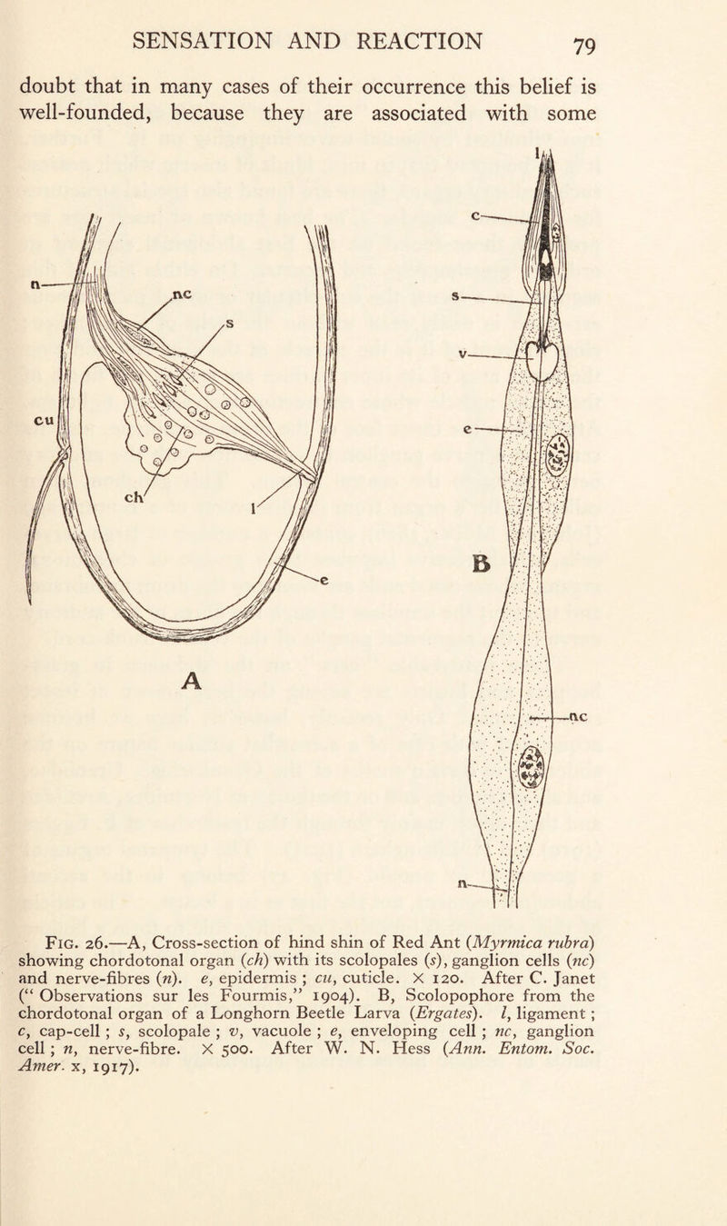 doubt that in many cases of their occurrence this belief is well-founded, because they are associated with some Fig. 26.—A, Cross-section of hind shin of Red Ant (Myrmica rubra) showing chordotonal organ (ch) with its scolopales (s), ganglion cells (nc) and nerve-fibres (n). e, epidermis ; cu, cuticle. X 120. After C. Janet (“ Observations sur les Fourmis,” 1904). B, Scolopophore from the chordotonal organ of a Longhorn Beetle Larva (Ergates). I, ligament; c, cap-cell ; s, scolopale ; v, vacuole ; e, enveloping cell ; nc.f ganglion cell ; n, nerve-fibre. X 500. After W. N. Hess {Ann. Entom. Soc. Amer. x, 1917).