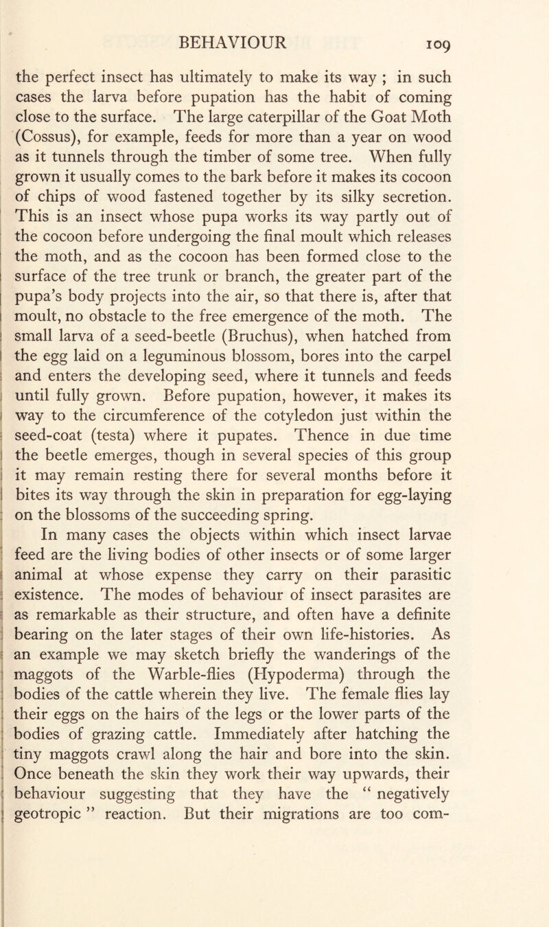 the perfect insect has ultimately to make its way ; in such cases the larva before pupation has the habit of coming close to the surface. The large caterpillar of the Goat Moth (Cossus), for example, feeds for more than a year on wood as it tunnels through the timber of some tree. When fully grown it usually comes to the bark before it makes its cocoon of chips of wood fastened together by its silky secretion. This is an insect whose pupa works its way partly out of the cocoon before undergoing the final moult which releases the moth, and as the cocoon has been formed close to the surface of the tree trunk or branch, the greater part of the j pupa’s body projects into the air, so that there is, after that 1 moult, no obstacle to the free emergence of the moth. The i small larva of a seed-beetle (Bruchus), when hatched from I the egg laid on a leguminous blossom, bores into the carpel ; and enters the developing seed, where it tunnels and feeds until fully grown. Before pupation, however, it makes its i way to the circumference of the cotyledon just within the 1 seed-coat (testa) where it pupates. Thence in due time I the beetle emerges, though in several species of this group it may remain resting there for several months before it I bites its way through the skin in preparation for egg-laying : on the blossoms of the succeeding spring. In many cases the objects within which insect larvae feed are the living bodies of other insects or of some larger animal at whose expense they carry on their parasitic existence. The modes of behaviour of insect parasites are as remarkable as their structure, and often have a definite i bearing on the later stages of their own life-histories. As an example we may sketch briefly the wanderings of the maggots of the Warble-flies (Hypoderma) through the : bodies of the cattle wherein they live. The female flies lay their eggs on the hairs of the legs or the lower parts of the bodies of grazing cattle. Immediately after hatching the tiny maggots crawl along the hair and bore into the skin. Once beneath the skin they work their way upwards, their behaviour suggesting that they have the “ negatively geotropic ” reaction. But their migrations are too com-