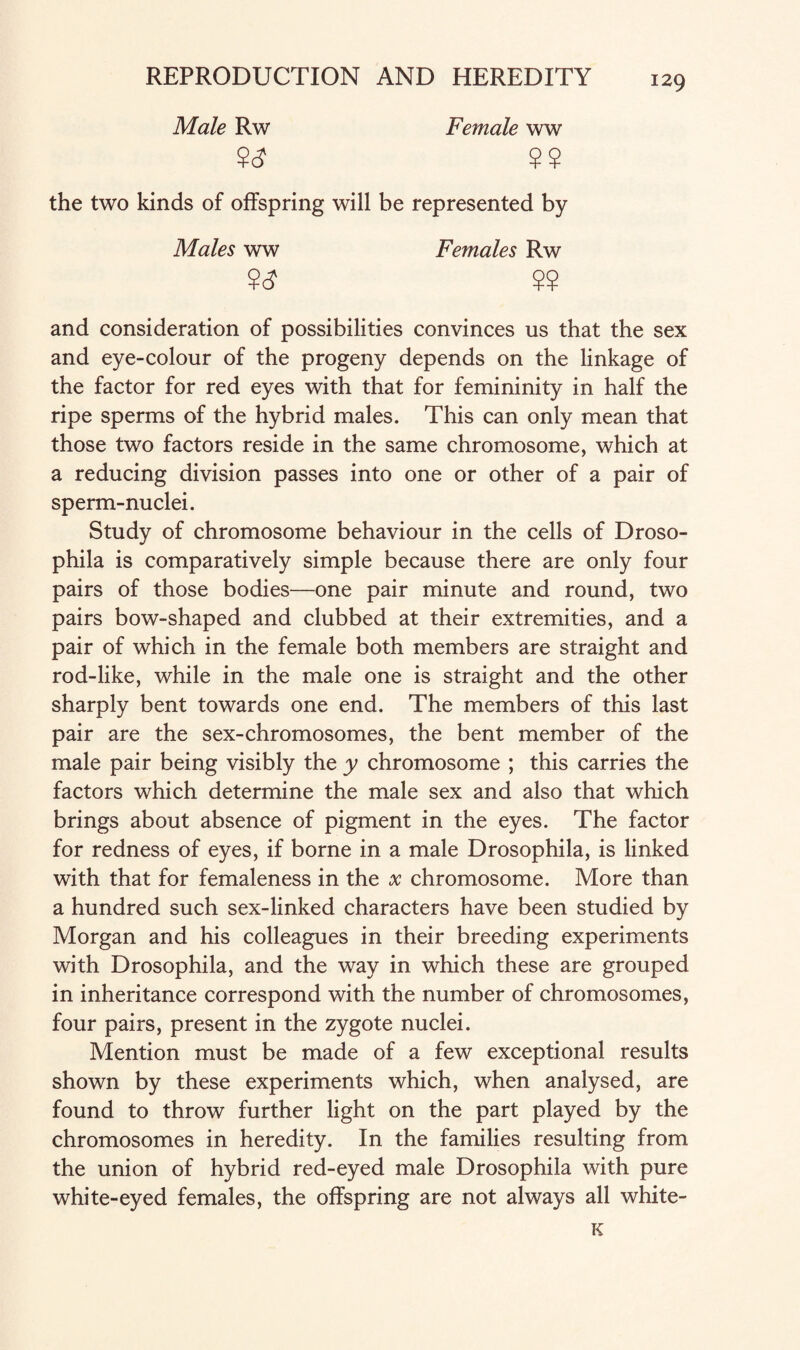 Male Rw Female ww ?<? 9? the two kinds of offspring will be represented by Males ww Females Rw 9 c? 99 and consideration of possibilities convinces us that the sex and eye-colour of the progeny depends on the linkage of the factor for red eyes with that for femininity in half the ripe sperms of the hybrid males. This can only mean that those two factors reside in the same chromosome, which at a reducing division passes into one or other of a pair of sperm-nuclei. Study of chromosome behaviour in the cells of Droso¬ phila is comparatively simple because there are only four pairs of those bodies—one pair minute and round, two pairs bow-shaped and clubbed at their extremities, and a pair of which in the female both members are straight and rod-like, while in the male one is straight and the other sharply bent towards one end. The members of this last pair are the sex-chromosomes, the bent member of the male pair being visibly the y chromosome ; this carries the factors which determine the male sex and also that which brings about absence of pigment in the eyes. The factor for redness of eyes, if borne in a male Drosophila, is linked with that for femaleness in the x chromosome. More than a hundred such sex-linked characters have been studied by Morgan and his colleagues in their breeding experiments with Drosophila, and the way in which these are grouped in inheritance correspond with the number of chromosomes, four pairs, present in the zygote nuclei. Mention must be made of a few exceptional results shown by these experiments which, when analysed, are found to throw further light on the part played by the chromosomes in heredity. In the families resulting from the union of hybrid red-eyed male Drosophila with pure white-eyed females, the offspring are not always all white- re