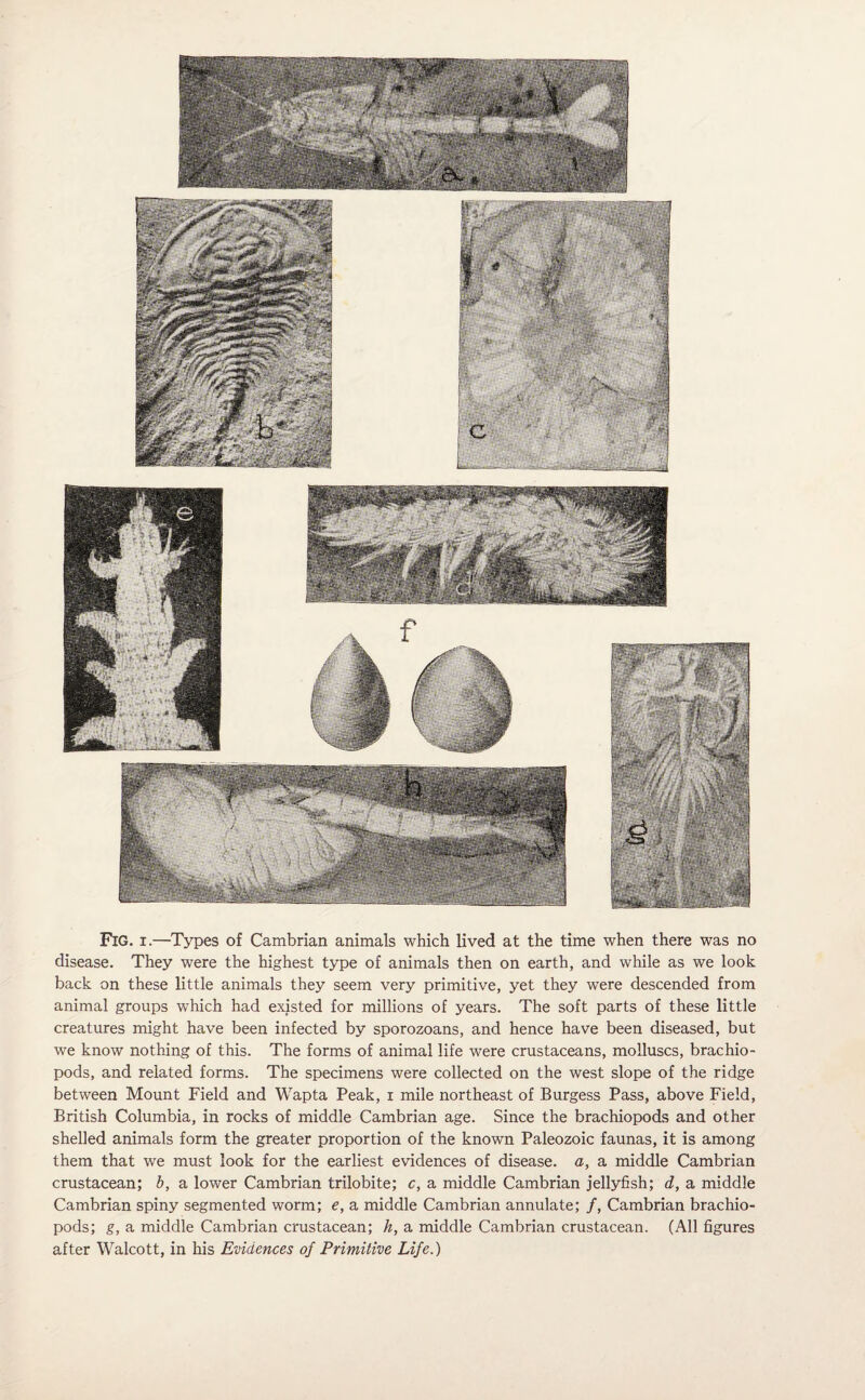 Fig. i.—Types of Cambrian animals which lived at the time when there was no disease. They were the highest type of animals then on earth, and while as we look back on these little animals they seem very primitive, yet they were descended from animal groups which had existed for millions of years. The soft parts of these little creatures might have been infected by sporozoans, and hence have been diseased, but we know nothing of this. The forms of animal life were crustaceans, molluscs, brachio- pods, and related forms. The specimens were collected on the west slope of the ridge between Mount Field and Wapta Peak, i mile northeast of Burgess Pass, above Field, British Columbia, in rocks of middle Cambrian age. Since the brachiopods and other shelled animals form the greater proportion of the known Paleozoic faunas, it is among them that we must look for the earliest evidences of disease, a, a middle Cambrian crustacean; b, a lower Cambrian trilobite; c, a middle Cambrian jellyfish; d, a middle Cambrian spiny segmented worm; e, a middle Cambrian annulate; /, Cambrian brachio¬ pods; g, a middle Cambrian crustacean; h, a middle Cambrian crustacean. (All figures after Walcott, in his Evidences of Primitive Life.)