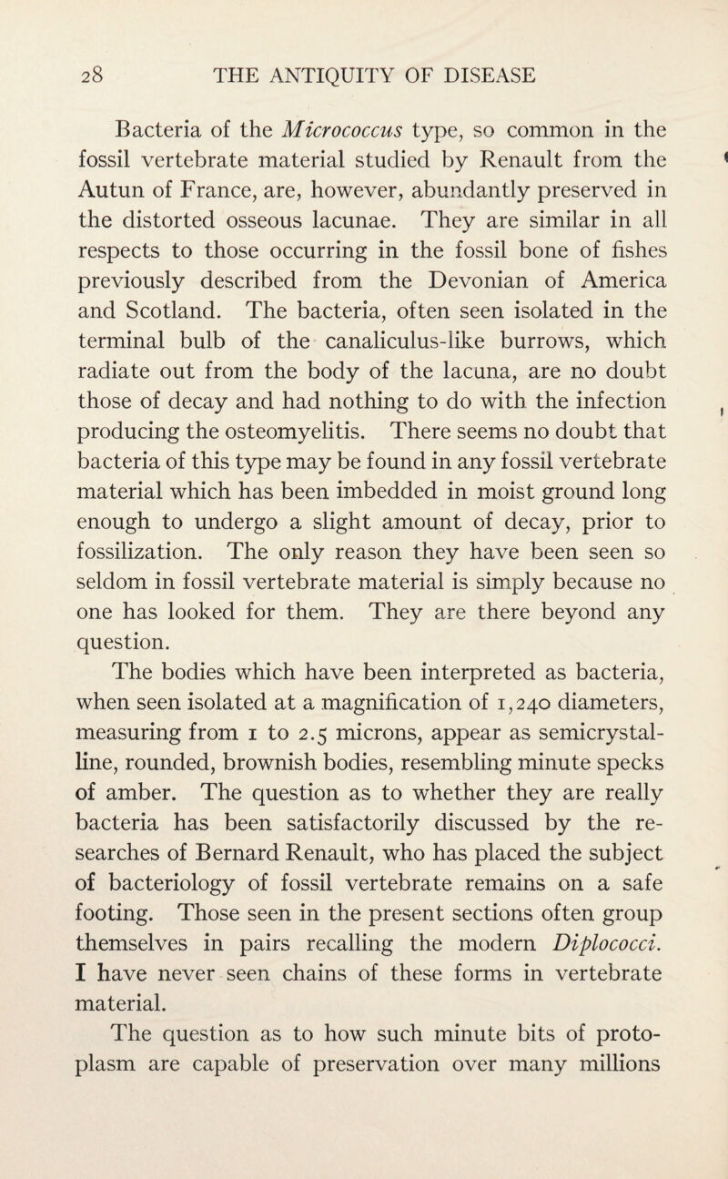 Bacteria of the Micrococcus type, so common in the fossil vertebrate material studied by Renault from the Autun of France, are, however, abundantly preserved in the distorted osseous lacunae. They are similar in all respects to those occurring in the fossil bone of fishes previously described from the Devonian of America and Scotland. The bacteria, often seen isolated in the terminal bulb of the canaliculus-like burrows, which radiate out from the body of the lacuna, are no doubt those of decay and had nothing to do with the infection producing the osteomyelitis. There seems no doubt that bacteria of this type may be found in any fossil vertebrate material which has been imbedded in moist ground long enough to undergo a slight amount of decay, prior to fossilization. The only reason they have been seen so seldom in fossil vertebrate material is simply because no one has looked for them. They are there beyond any question. The bodies which have been interpreted as bacteria, when seen isolated at a magnification of 1,240 diameters, measuring from 1 to 2.5 microns, appear as semicrystal¬ line, rounded, brownish bodies, resembling minute specks of amber. The question as to whether they are really bacteria has been satisfactorily discussed by the re¬ searches of Bernard Renault, who has placed the subject of bacteriology of fossil vertebrate remains on a safe footing. Those seen in the present sections often group themselves in pairs recalling the modern Diplococci. I have never seen chains of these forms in vertebrate material. The question as to how such minute bits of proto¬ plasm are capable of preservation over many millions