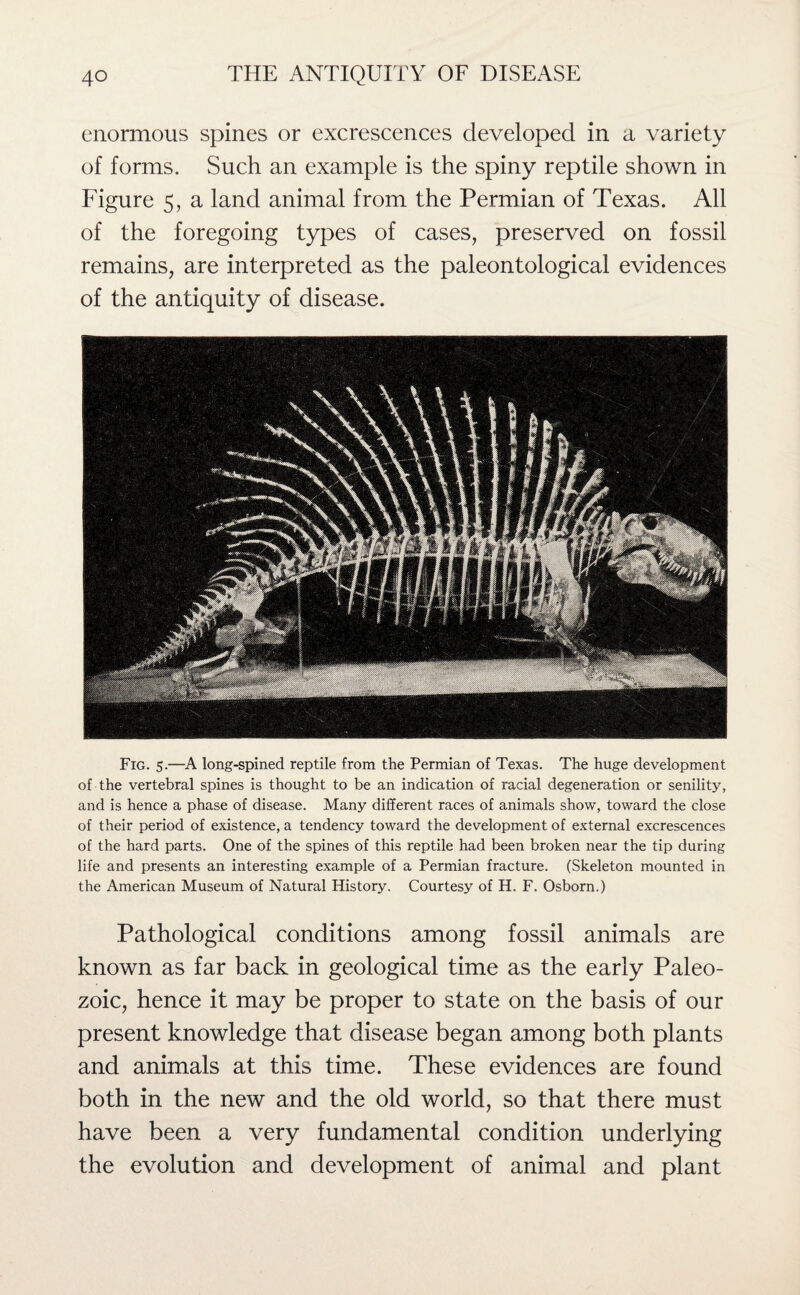 enormous spines or excrescences developed in a variety of forms. Such an example is the spiny reptile shown in Figure 5, a land animal from the Permian of Texas. All of the foregoing types of cases, preserved on fossil remains, are interpreted as the paleontological evidences of the antiquity of disease. Fig. 5.—A long-spined reptile from the Permian of Texas. The huge development of the vertebral spines is thought to be an indication of racial degeneration or senility, and is hence a phase of disease. Many different races of animals show, toward the close of their period of existence, a tendency toward the development of external excrescences of the hard parts. One of the spines of this reptile had been broken near the tip during life and presents an interesting example of a Permian fracture. (Skeleton mounted in the American Museum of Natural History. Courtesy of H. F. Osborn.) Pathological conditions among fossil animals are known as far back in geological time as the early Paleo¬ zoic, hence it may be proper to state on the basis of our present knowledge that disease began among both plants and animals at this time. These evidences are found both in the new and the old world, so that there must have been a very fundamental condition underlying the evolution and development of animal and plant