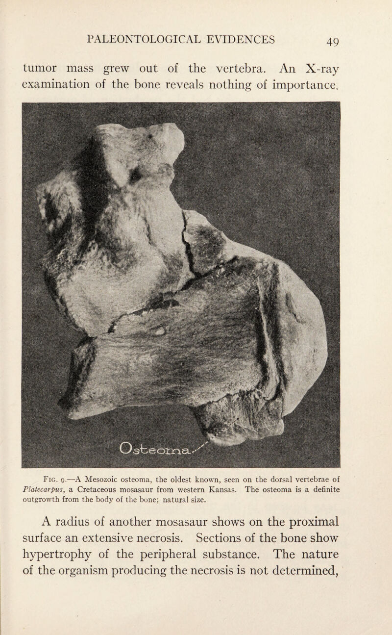 tumor mass grew out of the vertebra. An X-ray examination of the bone reveals nothing of importance. Fig. q.—A Mesozoic osteoma, the oldest known, seen on the dorsal vertebrae of Platecarpus, a Cretaceous mosasaur from western Kansas. The osteoma is a definite outgrowth from the body of the bone; natural size. A radius of another mosasaur shows on the proximal surface an extensive necrosis. Sections of the bone show hypertrophy of the peripheral substance. The nature of the organism producing the necrosis is not determined,