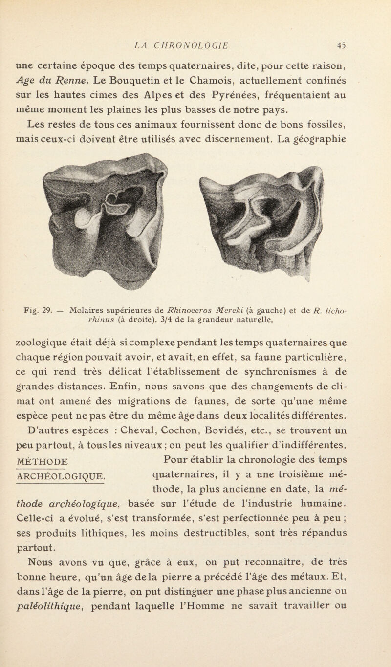 une certaine époque des temps quaternaires, dite, pour cette raison, Age du Renne. Le Bouquetin et le Chamois, actuellement confinés sur les hautes cimes des Alpes et des Pyrénées, fréquentaient au même moment les plaines les plus basses de notre pays. Les restes de tous ces animaux fournissent donc de bons fossiles, mais ceux-ci doivent être utilisés avec discernement. La géographie Fig. 29. — Molaires supérieures de Rhinocéros Mercki (à gauche) et de R. ticho- rhinus (à droite). 3/4 de la grandeur naturelle. zoologique était déjà si complexe pendant les temps quaternaires que chaque région pouvait avoir, et avait, en effet, sa faune particulière, ce qui rend très délicat l’établissement de synchronismes à de grandes distances. Enfin, nous savons que des changements de cli¬ mat ont amené des migrations de faunes, de sorte qu’une même espèce peut ne pas être du même âge dans deux localités différentes. D’autres espèces : Cheval, Cochon, Bovidés, etc., se trouvent un peu partout, à tous les niveaux ; on peut les qualifier d’indifférentes. MÉTHODE Pour établir la chronologie des temps ARCHÉOLOGIQUE. quaternaires, il y a une troisième mé¬ thode, la plus ancienne en date, la mé¬ thode archéologique, basée sur l’étude de l’industrie humaine. Celle-ci a évolué, s’est transformée, s’est perfectionnée peu à peu ; ses produits lithiques, les moins destructibles, sont très répandus partout. Nous avons vu que, grâce à eux, on put reconnaître, de très bonne heure, qu’un âge delà pierre a précédé l’âge des métaux. Et, dans l’âge de la pierre, on put distinguer une phase plus ancienne ou paléolithique, pendant laquelle l’Homme ne savait travailler ou