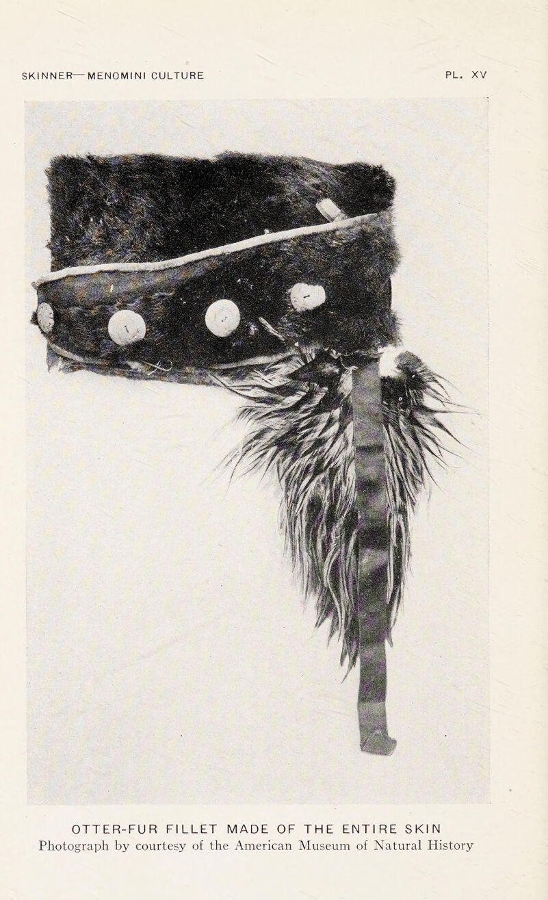 OTTER-FUR FILLET MADE OF THE ENTIRE SKIN Photograph by courtesy of the American Museum of Natural History