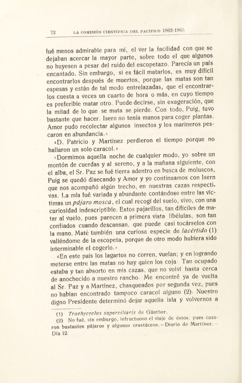 fué menos admirable para mí, el ver la facilidad con que se dejaban acercar la mayor parte, sobre todo el que algunos no huyesen a pesar del ruido del escopetazo. Parecía un país encantado. Sin embargo, si es fácil matarlos, es muy difícil encontrarlos después de muertos, porque las matas son tan espesas y están de tal modo entrelazadas, que el encontrar¬ los cuesta a veces un cuarto de hora o más, en cuyo tiempo es preferible matar otro. Puede decirse, sin exageración, que la mitad de lo que se mata se pierde. Con todo, Puig, tuvo bastante que hacer. Isern no tenía manos para coger plantas. Amor pudo recolectar algunos insectos y los marineros pes- carón en abundancia.» «D. Patricio y Martínez perdieron el tiempo porque no hallaron un solo caracol.» «Dormimos aquella noche de cualquier modo, yo sobre un montón de cuerdas y al sereno, y a la mañana siguiente, con el alba, el Sr. Paz se fué tierra adentro en busca de moluscos, Puig se quedó disecando y Amor y yo continuamos con Isern que nos acompañó algún trecho, en nuestras cazas respecti. vas. La mía fué variada y abundante contándose entre las víc¬ timas un pájaro mosca, &I cual recogí del suelo, vivo, con una curiosidad indescriptible. Estos pajarillos, tan difíciles de ma¬ tar al Vuelo, pues parecen a primera vista libélulas, son tan confiados cuando descansan, que puede casi tocárselos con la mano. Maté también una curiosa especie de lacértido (1) valiéndome de la escopeta, porque de otro modo hubiera sido interminable el cogerlo. >■ «En este país los lagartos no corren, vuelan; y en logrando meterse entre las matas no hay quien los coja Tan ocupado estaba y tan absorto en mis cazas, que no volví hasta cerca de anochecido a nuestro rancho. Me encontré ya de vuelta al Sr. Paz y a Martínez, chasqueados por segunda Vez, pues no habían encontrado tampoco caracol alguno (2). Nuestro digno Presidente determinó dejar aquella isla y volvernos a (1) Trachycyclus superciliaris de Günther. (2) No fué, sin embargo, infructuoso el viaje de éstos, pues caza¬ ron bastantes pájaros y algunos crustáceos.-Diario de Martínez.- Día 12.