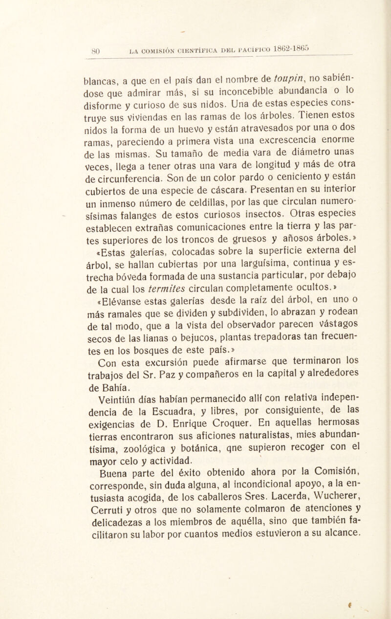 blancas, a que en el país dan el nombre de toupiti, no sabién¬ dose que admirar más, si su inconcebible abundancia o lo disforme y curioso de sus nidos. Una de estas especies cons¬ truye sus viviendas en ¡as ramas de los árboles. Tienen estos nidos la forma de un huevo y están atravesados por una o dos ramas, pareciendo a primera vista una excrescencia enorme de las mismas. Su tamaño de media vara de diámetro unas Veces, llega a tener otras una vara de longitud y más de otra de circunferencia. Son de un color pardo o ceniciento y están cubiertos de una especie de cáscara. Presentan en su interior un inmenso número de celdillas, por las que circulan numero¬ sísimas falanges de estos curiosos insectos. Otras especies establecen extrañas comunicaciones entre la tierra y las par¬ tes superiores de los troncos de gruesos y añosos árboles.» «Estas galerías, colocadas sobre la superficie externa del árbol, se hallan cubiertas por una larguísima, continua y es¬ trecha bóveda formada de una sustancia particular, por debajo de la cual los termites circulan completamente ocultos.» «Elévanse estas galerías desde la raíz del árbol, en uno o más ramales que se dividen y subdividen, lo abrazan y rodean de tal modo, que a la vista del observador parecen vástagos secos de las lianas o bejucos, plantas trepadoras tan frecuen¬ tes en los bosques de este país.» Con esta excursión puede afirmarse que terminaron los trabajos del Sr. Paz y compañeros en la capital y alrededores de Bahía. Veintiún días habían permanecido allí con relativa indepen¬ dencia de la Escuadra, y libres, por consiguiente, de las exigencias de D. Enrique Croquer. En aquellas hermosas tierras encontraron sus aficiones naturalistas, mies abundan¬ tísima, zoológica y botánica, qne supieron recoger con el mayor celo y actividad. Buena parte del éxito obtenido ahora por la Comisión, corresponde, sin duda alguna, al incondicional apoyo, a la en¬ tusiasta acogida, de los caballeros Sres. Lacerda, Wucherer, Cerruti y otros que no solamente colmaron de atenciones y delicadezas a los miembros de aquélla, sino que también fa¬ cilitaron su labor por cuantos medios estuvieron a su alcance.