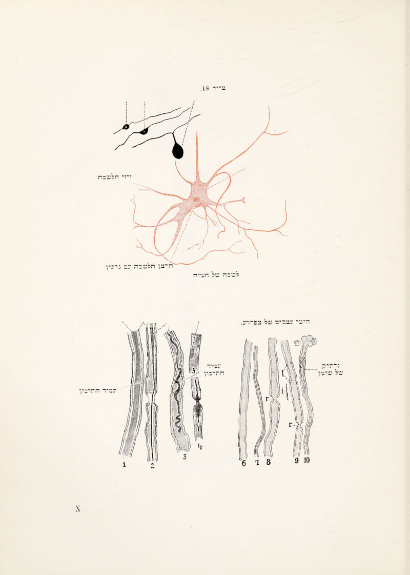 צירי 18. לשבי! של די פיר ח י רצי עצבים של צפידע.