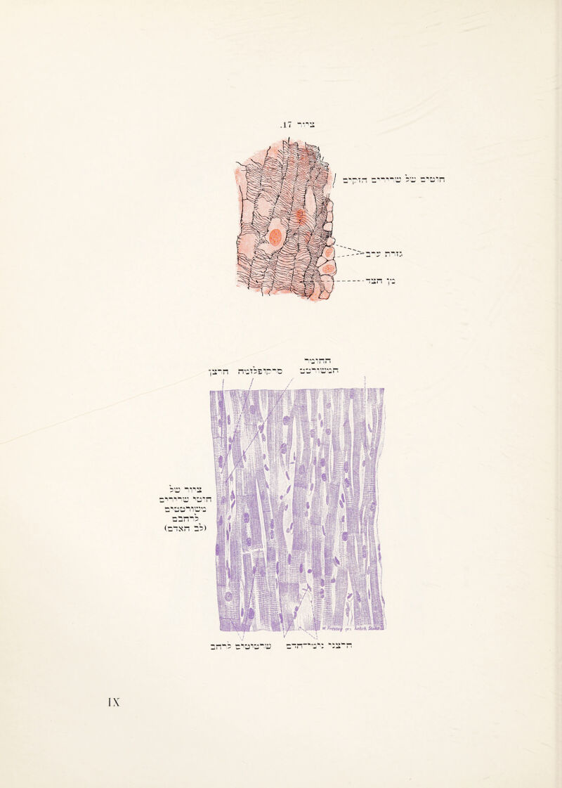 4־ ר¬ ז!. חוטים דו ח ופיר חמשורטט סבכזדפלזמח חרצן ציור של חיטי שרירים משורטטים לרהבם (לב חאדם) שרטיטים