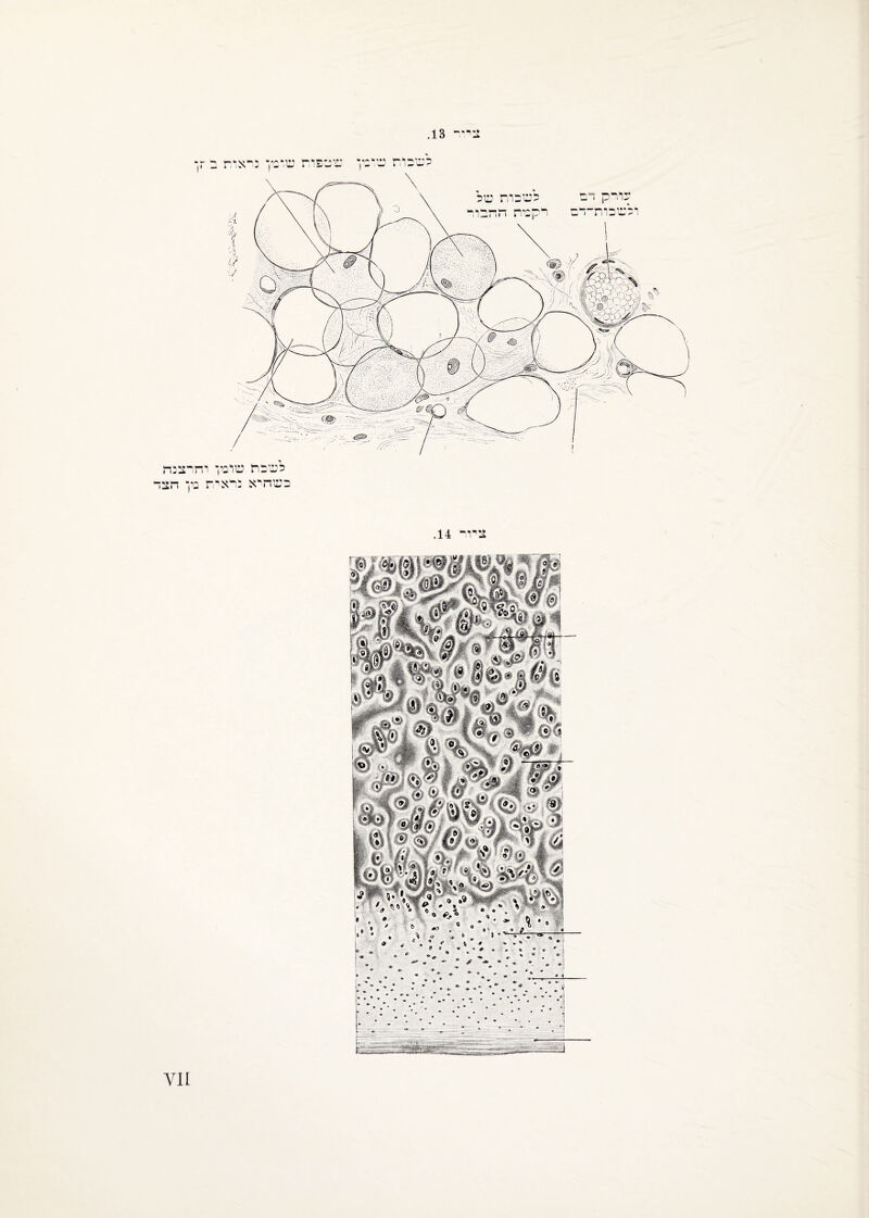 צי־ 13. צירי 14. לטכרת טל רקטת דו הב ו ר לטבת טרט־ יחיצכה כטהיא נראית טן הצד עורק דם ולטהרת־דם ט צפרת טרטר נרארת ¥11