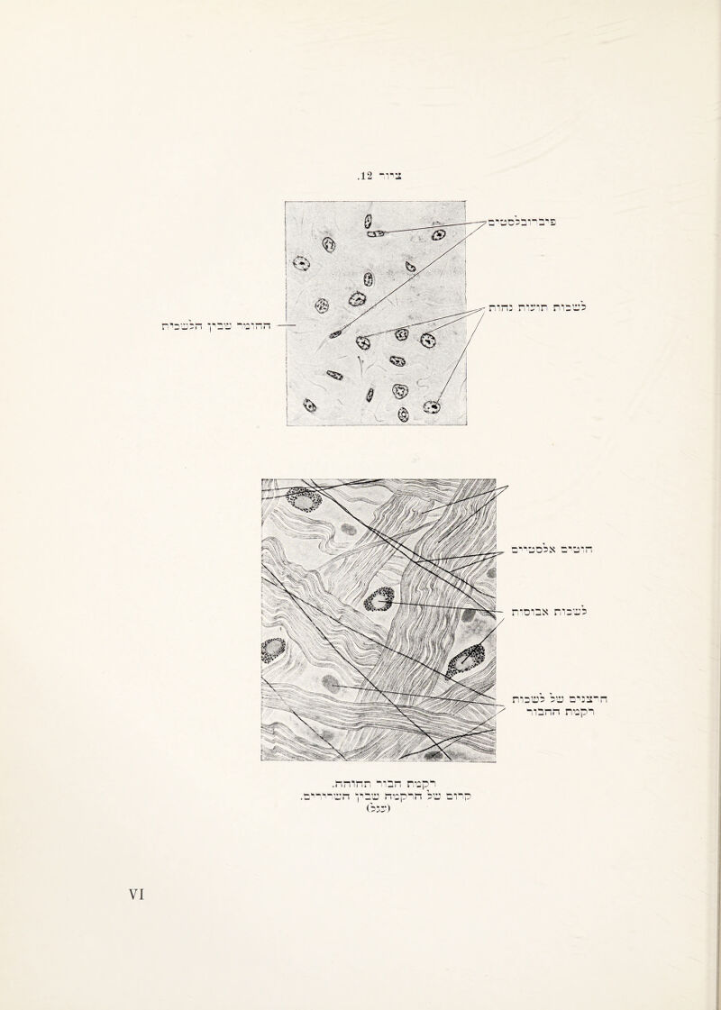 ציוד 12. !1 11 •דד* חלשכית חוטים אכסטיים לשכות אבום־ח חרצנים עול לעוברת רקטת החבור קדום רקטת הציר תחוהח. של חרקטח שבין חשריו (עגל) ¥1