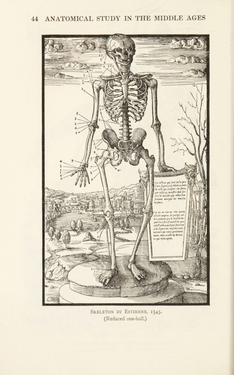 let nobres qni font en f, til* figure ,refyd dent de celle yui fenfnit : er ijue cefte cy, nonflre di rc»f let fnu/(let,0' ce^ fuiudnt marine let n mtftncs. La oh tu \zerr4Li V«f petite efloille aupres. de <]*elyue no* i bre,entendt yue U mu file du- I (juel la tefie efl monfiree par I cedifl nobre,nefl pa( defcnpt I a la fig*re det mu filet ante- I terteurt (jui \ient procbaine- I mint, man a celle de dcrrtC' Skeleton by Estienne, 1545 (Reduced one-half.)