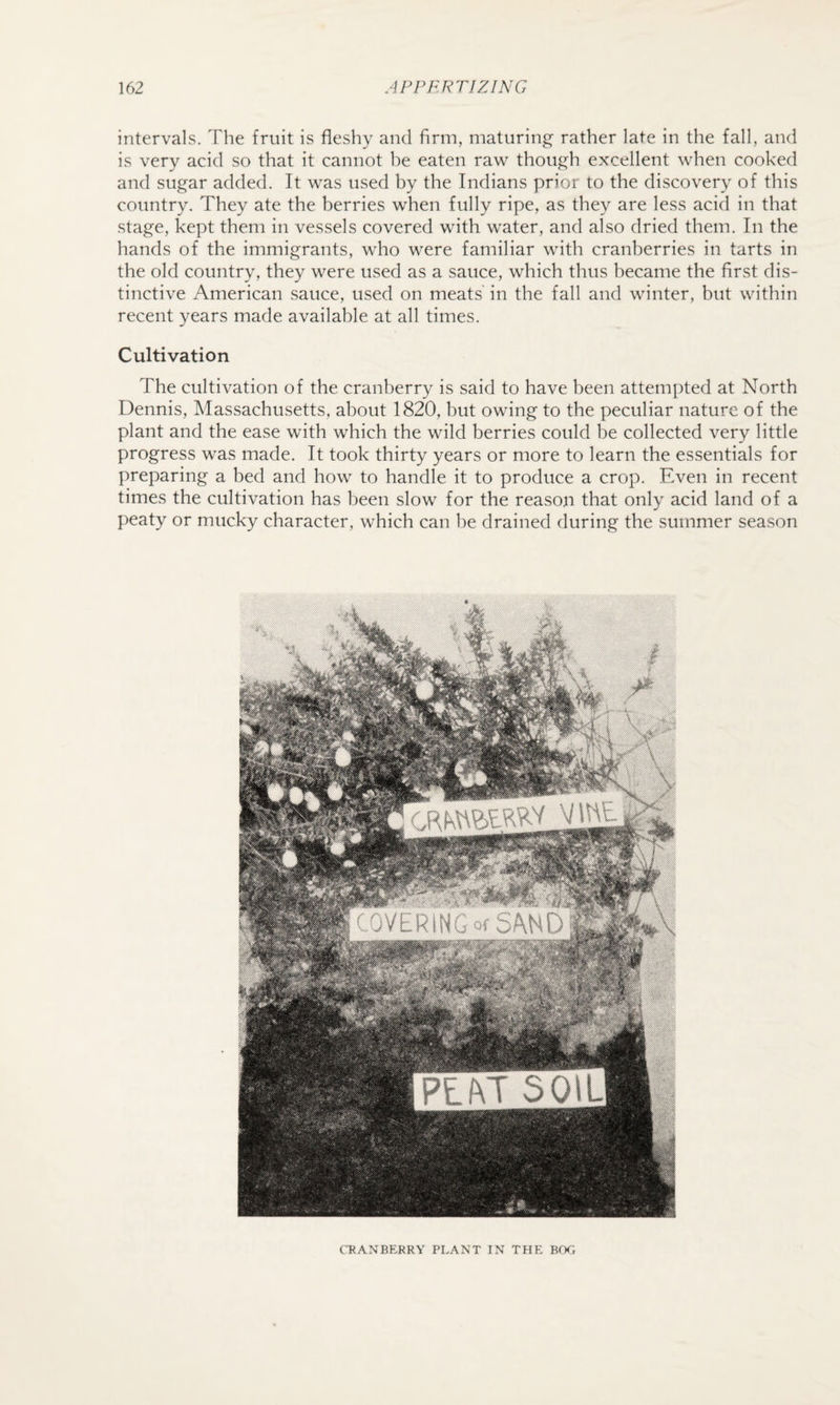 intervals. The fruit is fleshy and firm, maturing- rather late in the fall, and is very acid so that it cannot be eaten raw though excellent when cooked and sugar added. It was used by the Indians prior to the discovery of this country. They ate the berries when fully ripe, as they are less acid in that stage, kept them in vessels covered with water, and also dried them. In the hands of the immigrants, who were familiar with cranberries in tarts in the old country, they were used as a sauce, which thus became the first dis¬ tinctive American sauce, used on meats in the fall and winter, but within recent years made available at all times. Cultivation The cultivation of the cranberry is said to have been attempted at North Dennis, Massachusetts, about 1820, but owing to the peculiar nature of the plant and the ease with which the wild berries could be collected very little progress was made. It took thirty years or more to learn the essentials for preparing a bed and how to handle it to produce a crop. Even in recent times the cultivation has been slow for the reason that only acid land of a peaty or mucky character, which can be drained during the summer season CRANBERRY PLANT IN THE BOG