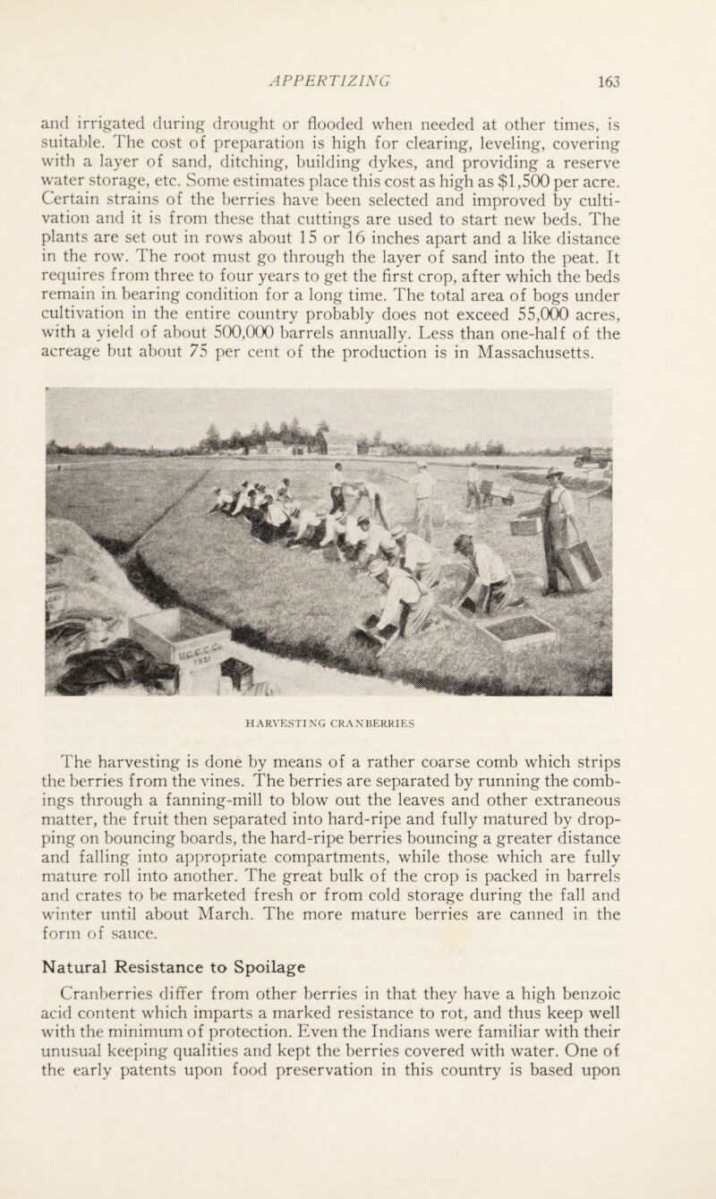 and irrigated during drought or flooded when needed at other times, is suitable. The cost of preparation is high for clearing, leveling, covering with a layer of sand, ditching, building dykes, and providing a reserve water storage, etc. Some estimates place this cost as high as $1,500 per acre. Certain strains of the berries have been selected and improved by culti¬ vation and it is from these that cuttings are used to start new beds. The plants are set out in rows about 15 or 16 inches apart and a like distance in the row. The root must go through the layer of sand into the peat. It requires from three to four years to get the first crop, after which the beds remain in bearing condition for a long time. The total area of bogs under cultivation in the entire country probably does not exceed 55,OCX) acres, with a yield of about 500,000 barrels annually. Less than one-half of the acreage but about 75 per cent of the production is in Massachusetts. HARVESTING CRANBERRIES The harvesting is done by means of a rather coarse comb which strips the berries from the vines. The berries are separated by running the comb¬ ings through a fanning-mill to blow out the leaves and other extraneous matter, the fruit then separated into hard-ripe and fully matured by drop¬ ping on bouncing boards, the hard-ripe berries bouncing a greater distance and falling into appropriate compartments, while those which are fully mature roll into another. The great bulk of the crop is packed in barrels and crates to be marketed fresh or from cold storage during the fall and winter until about March. The more mature berries are canned in the form of sauce. Natural Resistance to Spoilage Cranberries dififer from other berries in that they have a high benzoic acid content which imparts a marked resistance to rot, and thus keep well with the minimum of protection. Even the Indians were familiar with their unusual keeping qualities and kept the berries covered with water. One of the early patents upon food preservation in this country is based upon